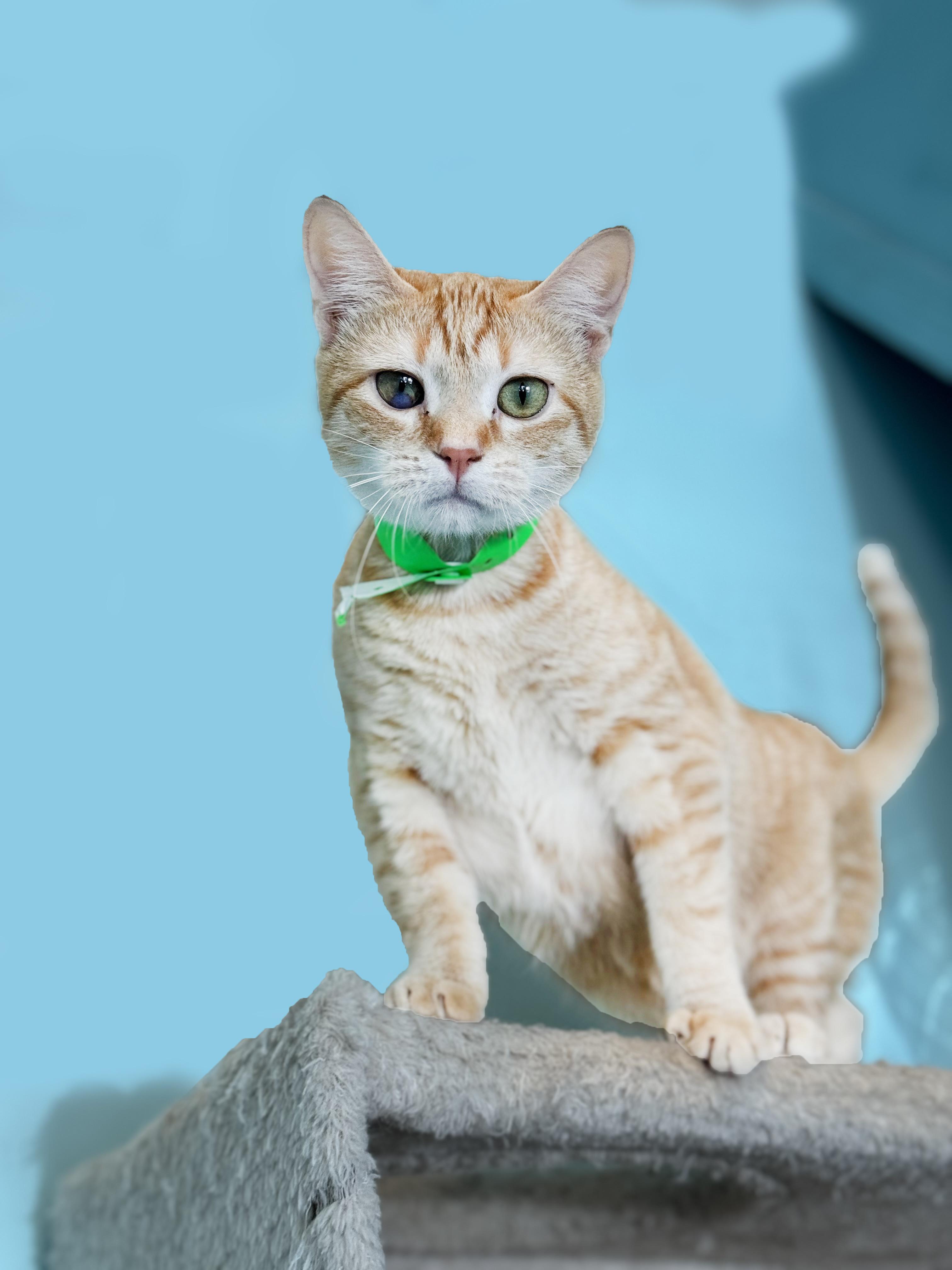 Enlarge Kitty Purry, a Adoptable Domestic Short Hair in Aiea, HI image 3/3