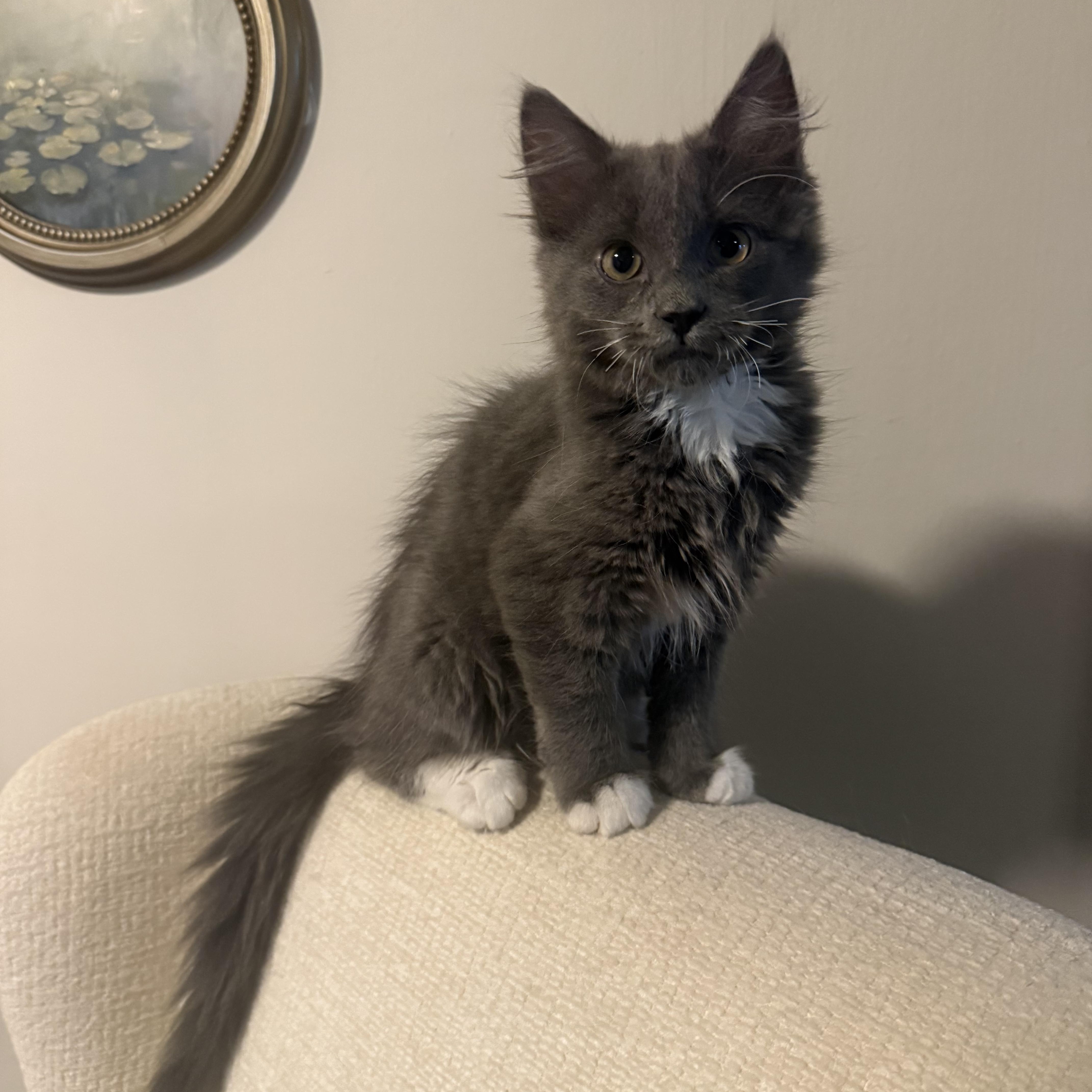 Enlarge Attila & Petunia , an adoptable mixed breed in Fort Oglethorpe, GA image 2/3