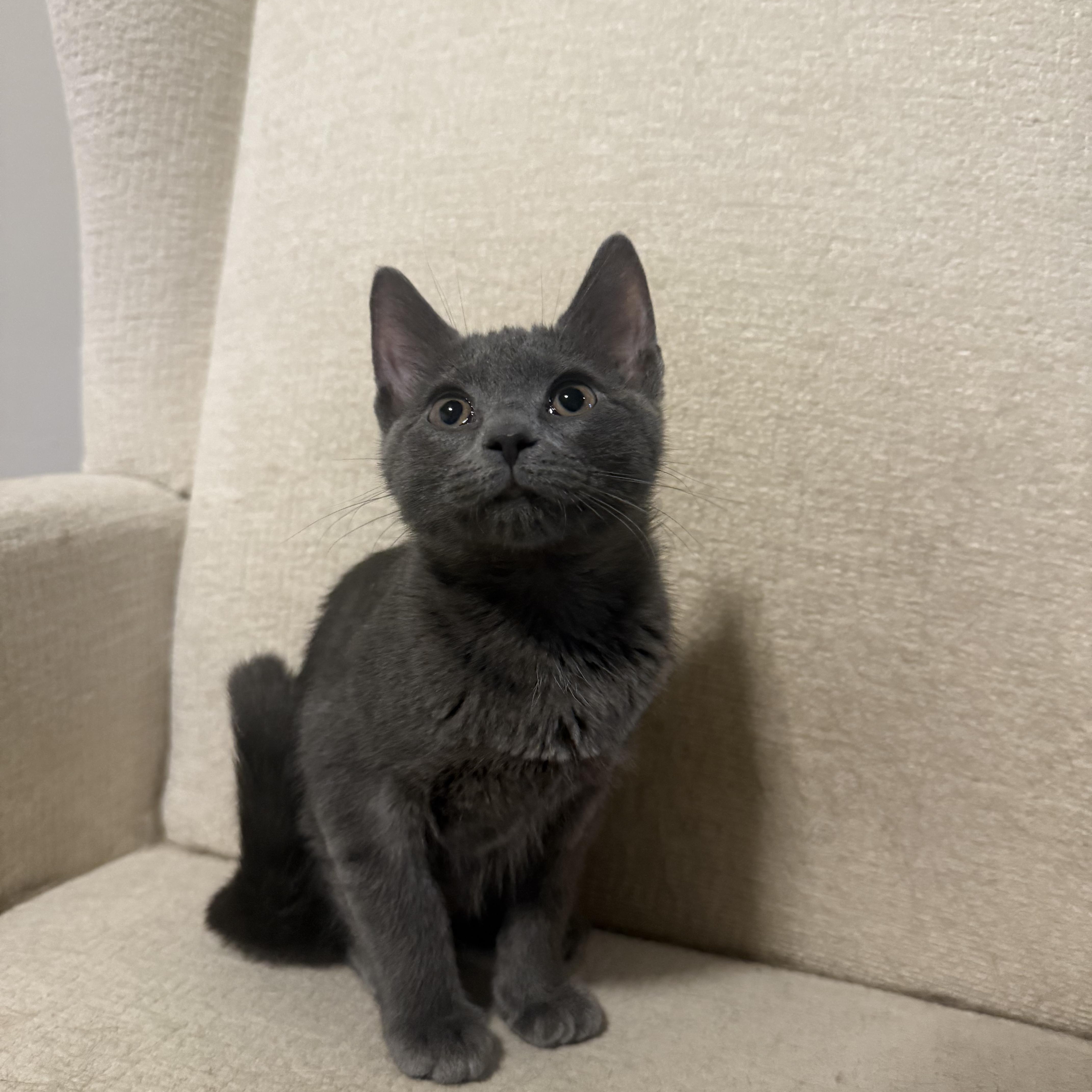 Enlarge Attila & Petunia , an adoptable mixed breed in Fort Oglethorpe, GA image 3/3