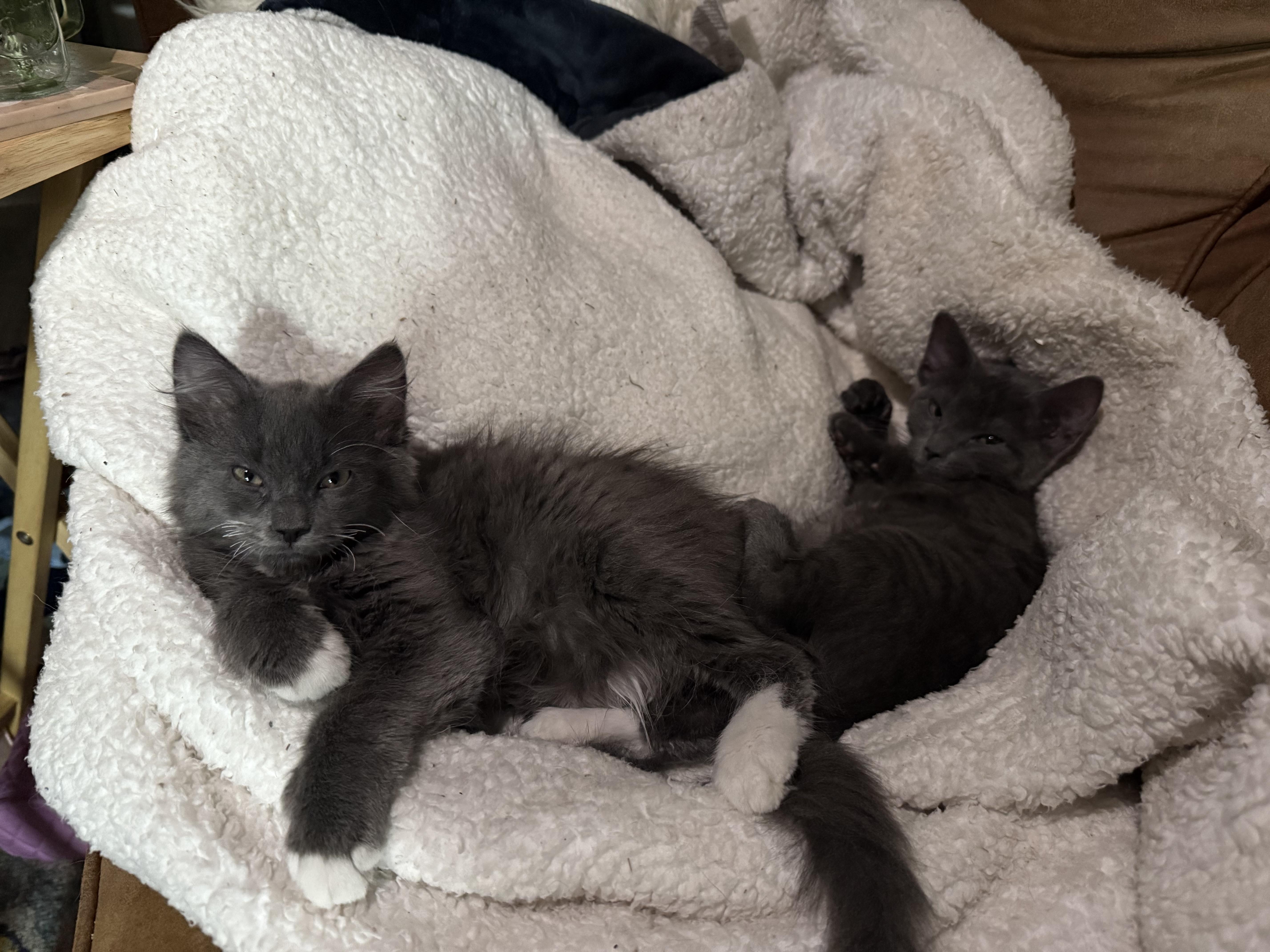 Attila & Petunia , adoptable, Kitten Female Russian Blue & Domestic Long Hair.
