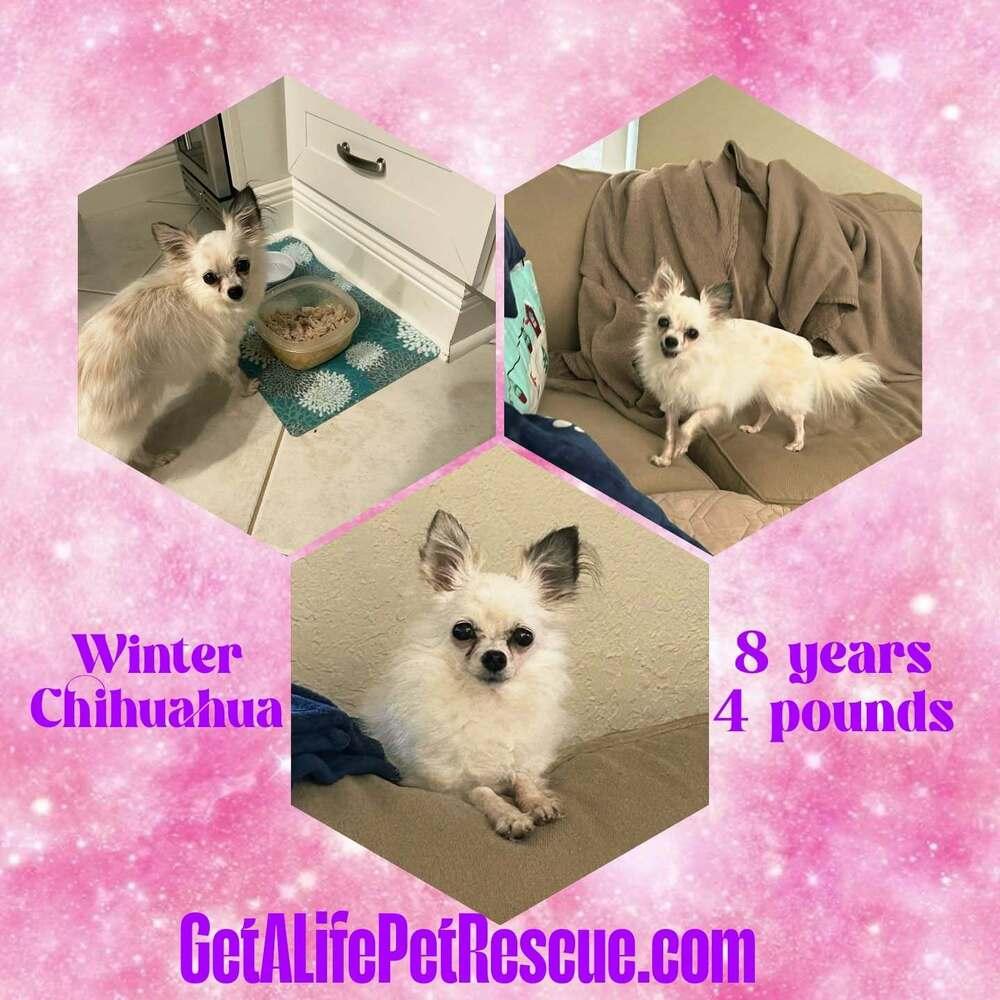 Winter, Adoptable, Adult Female Chihuahua.