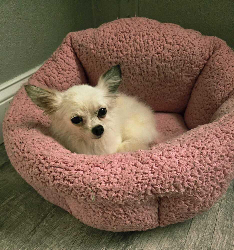 Winter, Adoptable, Adult Female Chihuahua.