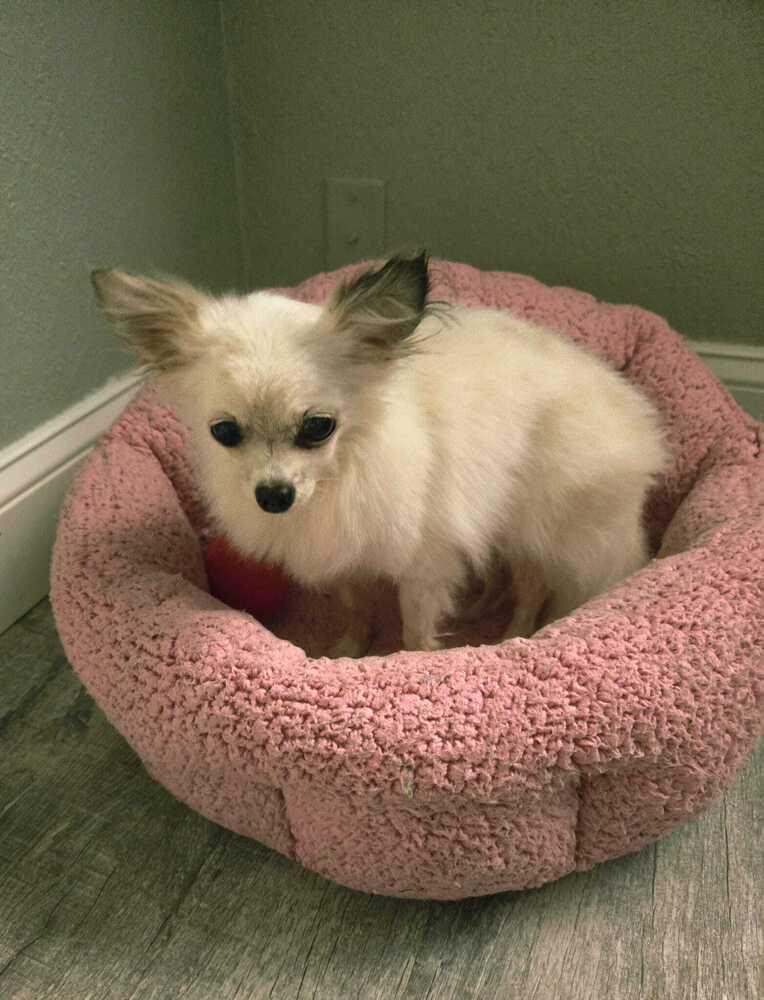 Winter, a Adoptable Chihuahua in Plantation, FL image 2/4