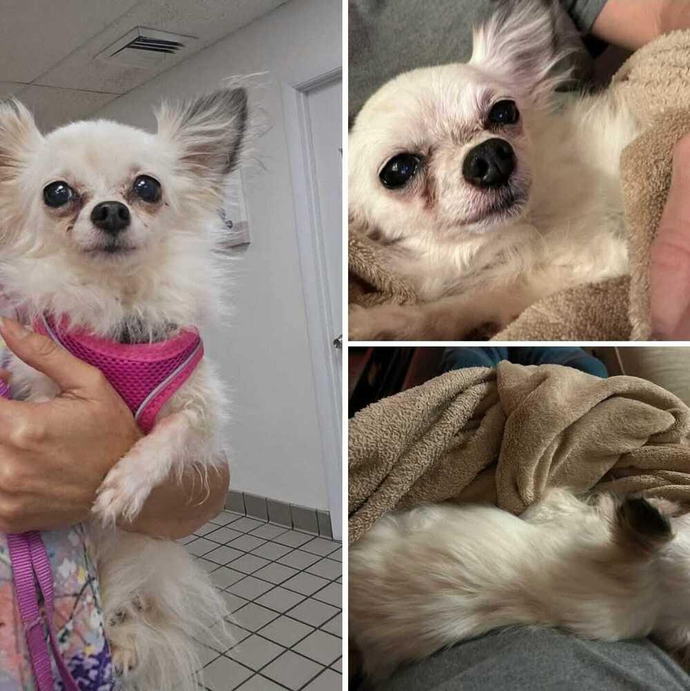 Winter, a Adoptable Chihuahua in Plantation, FL image 3/4