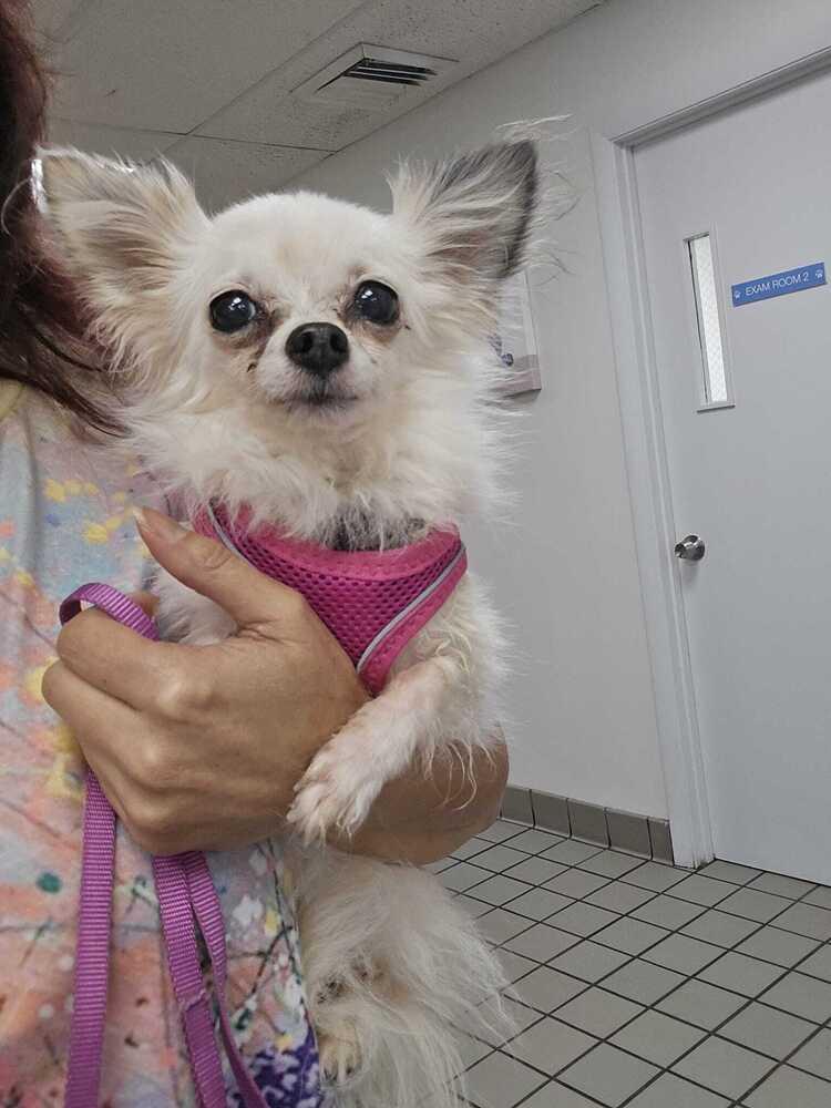 Winter, a Adoptable Chihuahua in Plantation, FL image 4/4
