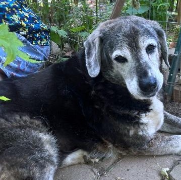 Enlarge Gino & Gucci, a Adoptable mixed breed in London, OH image 5/6