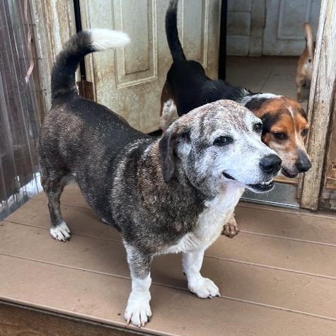 Gino & Gucci, Adoptable, Senior Female Beagle & Husky.