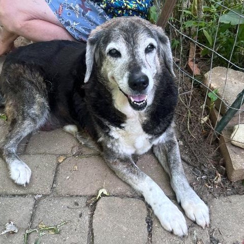 Enlarge Gino & Gucci, a Adoptable mixed breed in London, OH image 4/6