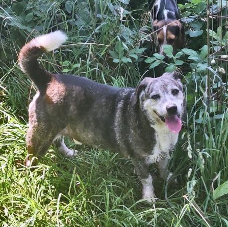 Enlarge Gino & Gucci, a Adoptable mixed breed in London, OH image 2/6