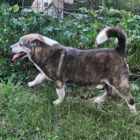 Enlarge Gino & Gucci, a Adoptable mixed breed in London, OH image 3/6