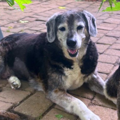 Enlarge Gino & Gucci, a Adoptable mixed breed in London, OH image 6/6