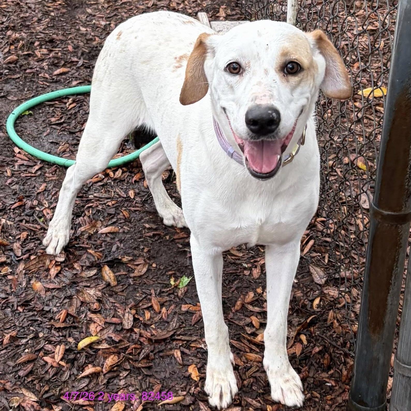 Luna, ADOPTABLE, Adult Female Catahoula Leopard Dog & Labrador Retriever.
