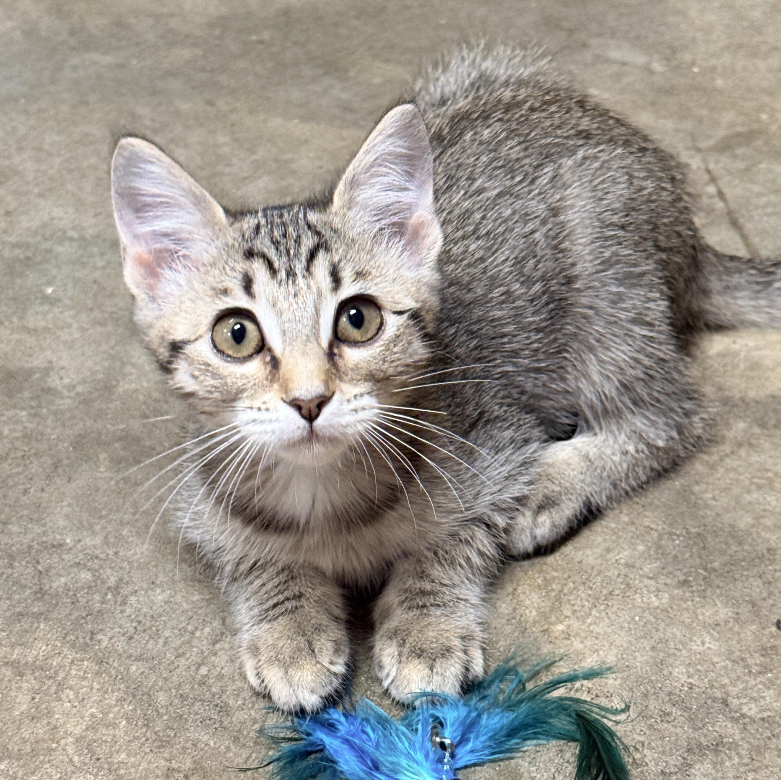Enlarge Hollie, a Adoptable Domestic Short Hair in Collierville, TN image 1/6