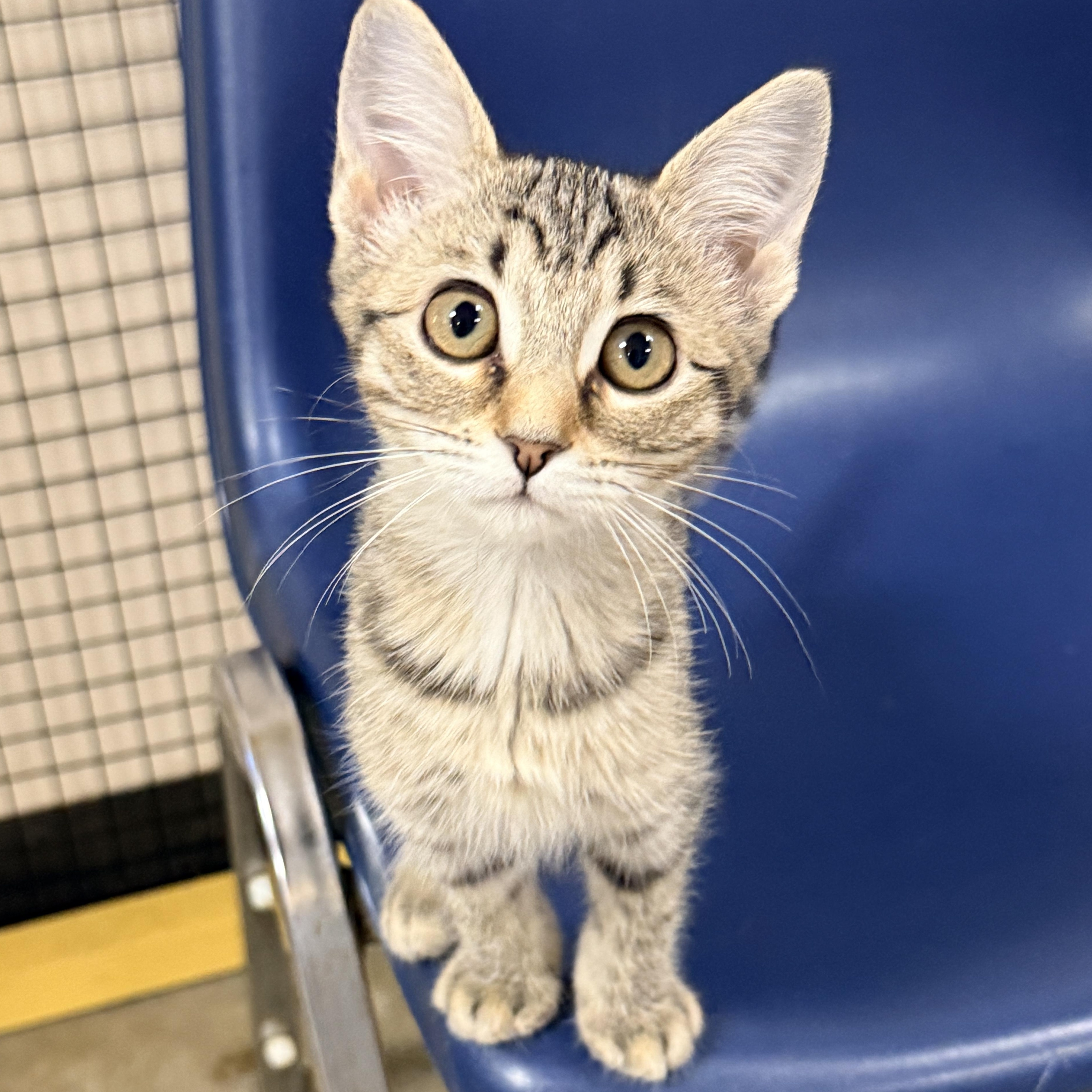 Enlarge Hollie, a Adoptable Domestic Short Hair in Collierville, TN image 4/6