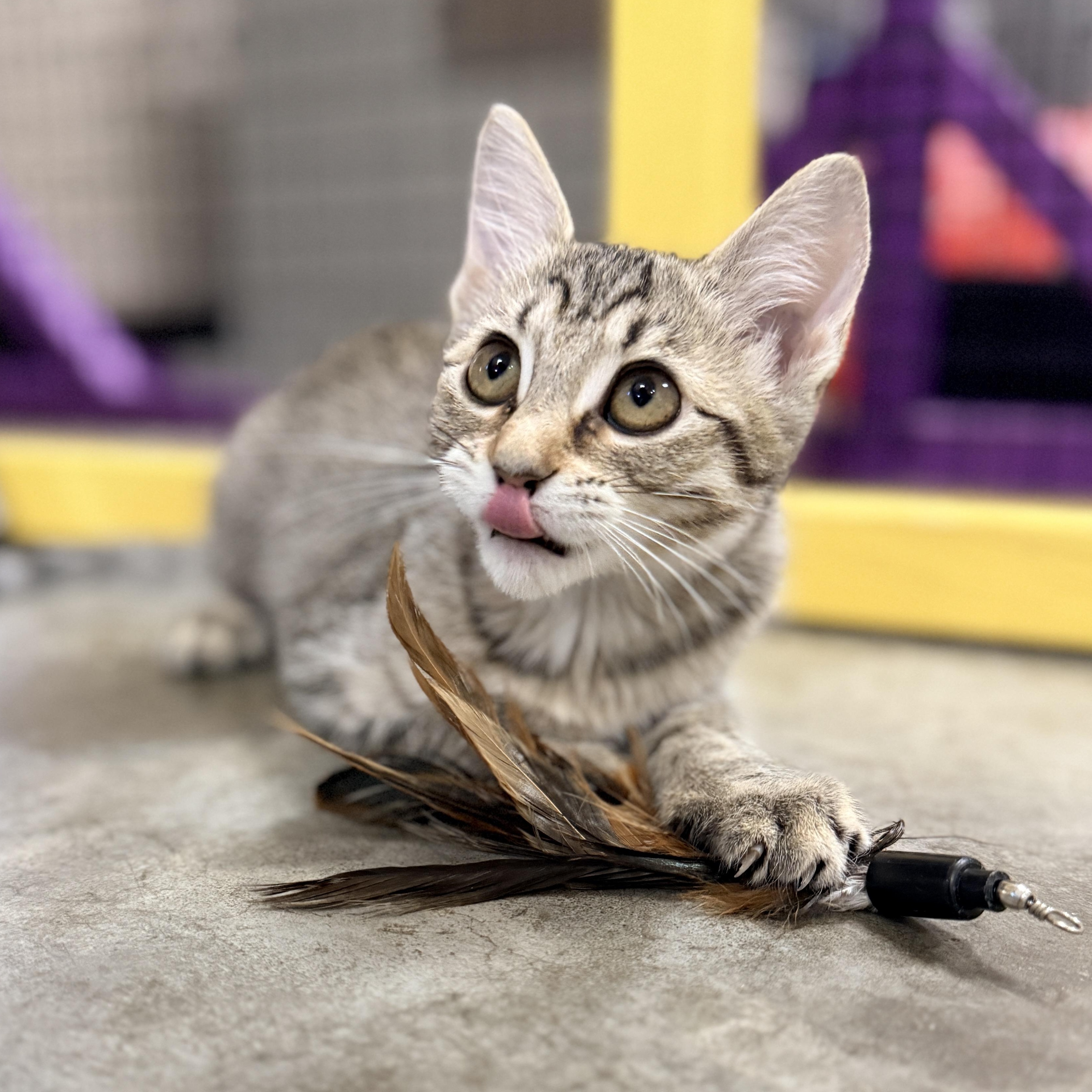 Enlarge Hollie, a Adoptable Domestic Short Hair in Collierville, TN image 6/6
