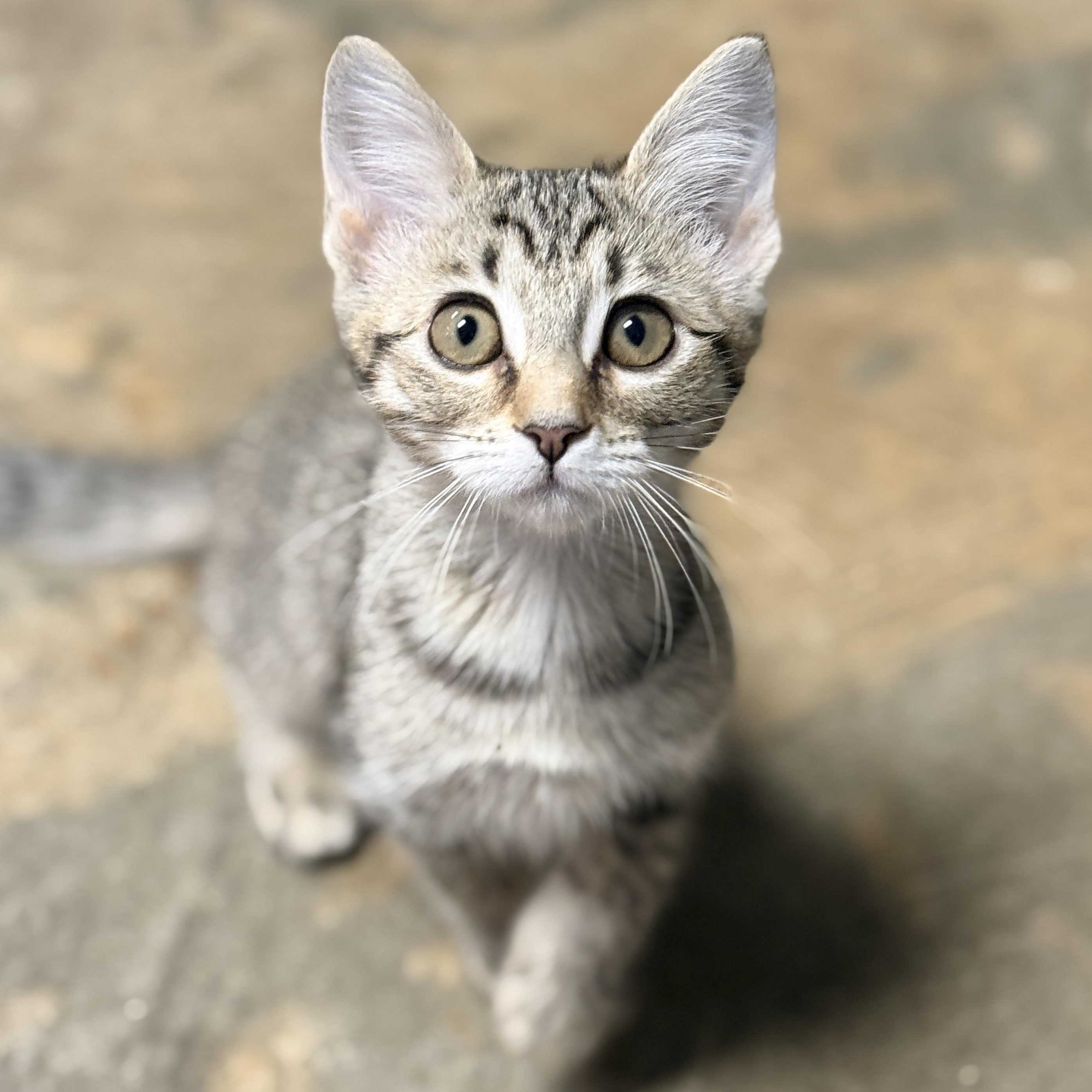 Enlarge Hollie, a Adoptable Domestic Short Hair in Collierville, TN image 2/6