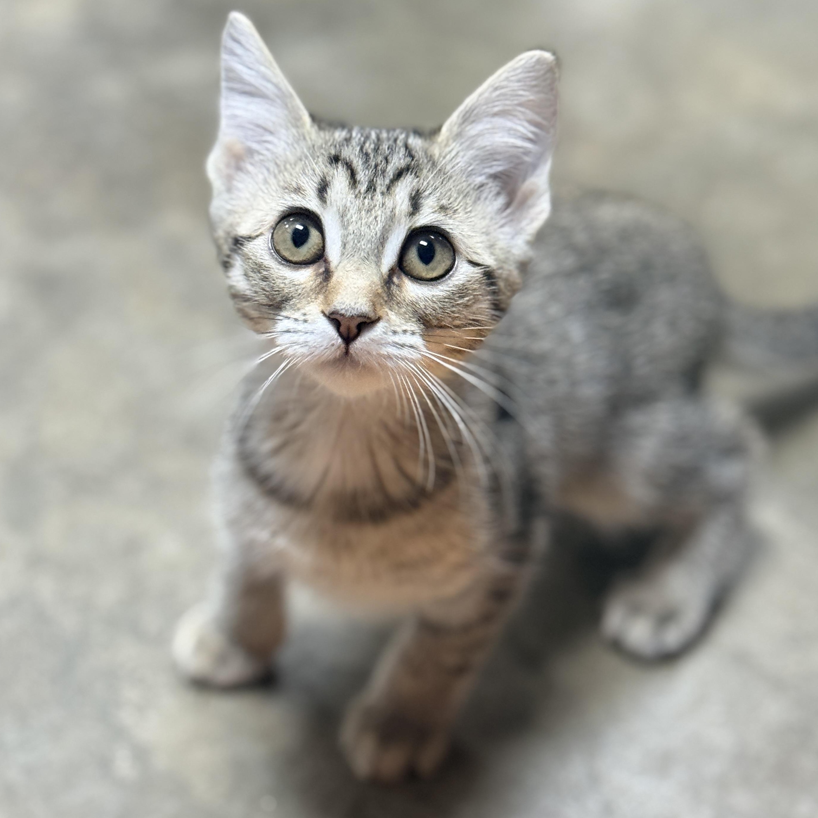 Enlarge Hollie, a Adoptable Domestic Short Hair in Collierville, TN image 3/6