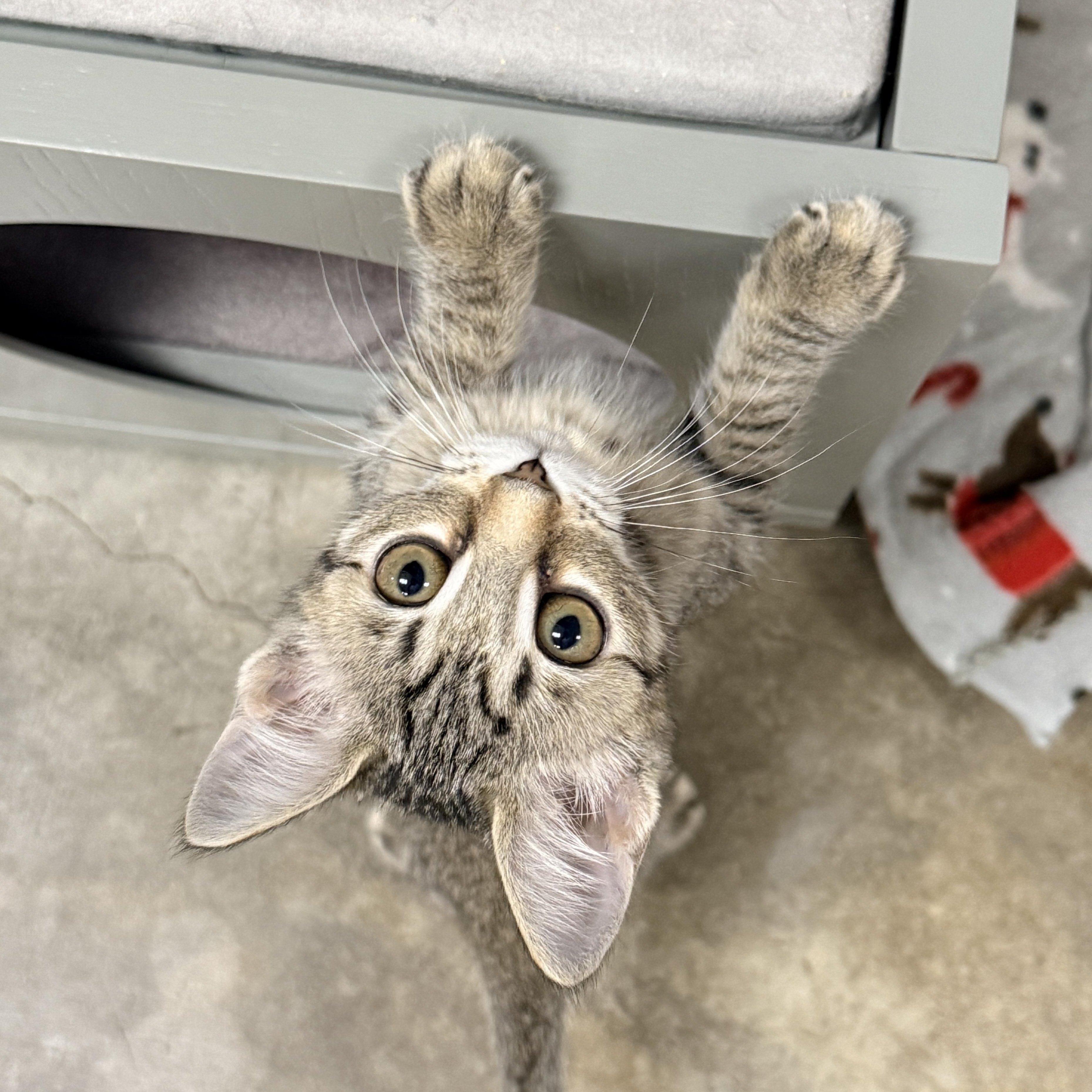Enlarge Hollie, a Adoptable Domestic Short Hair in Collierville, TN image 5/6
