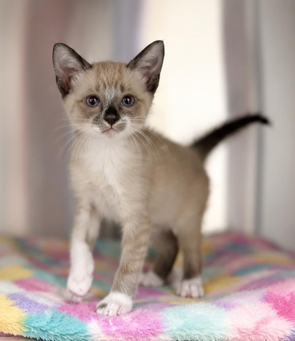 Tessa, Adoptable, Kitten Female Domestic Short Hair.