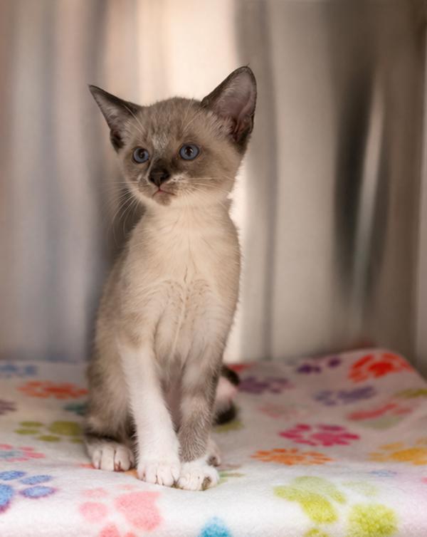 Tessa, a Adoptable mixed breed in Lafayette, LA image 2/2
