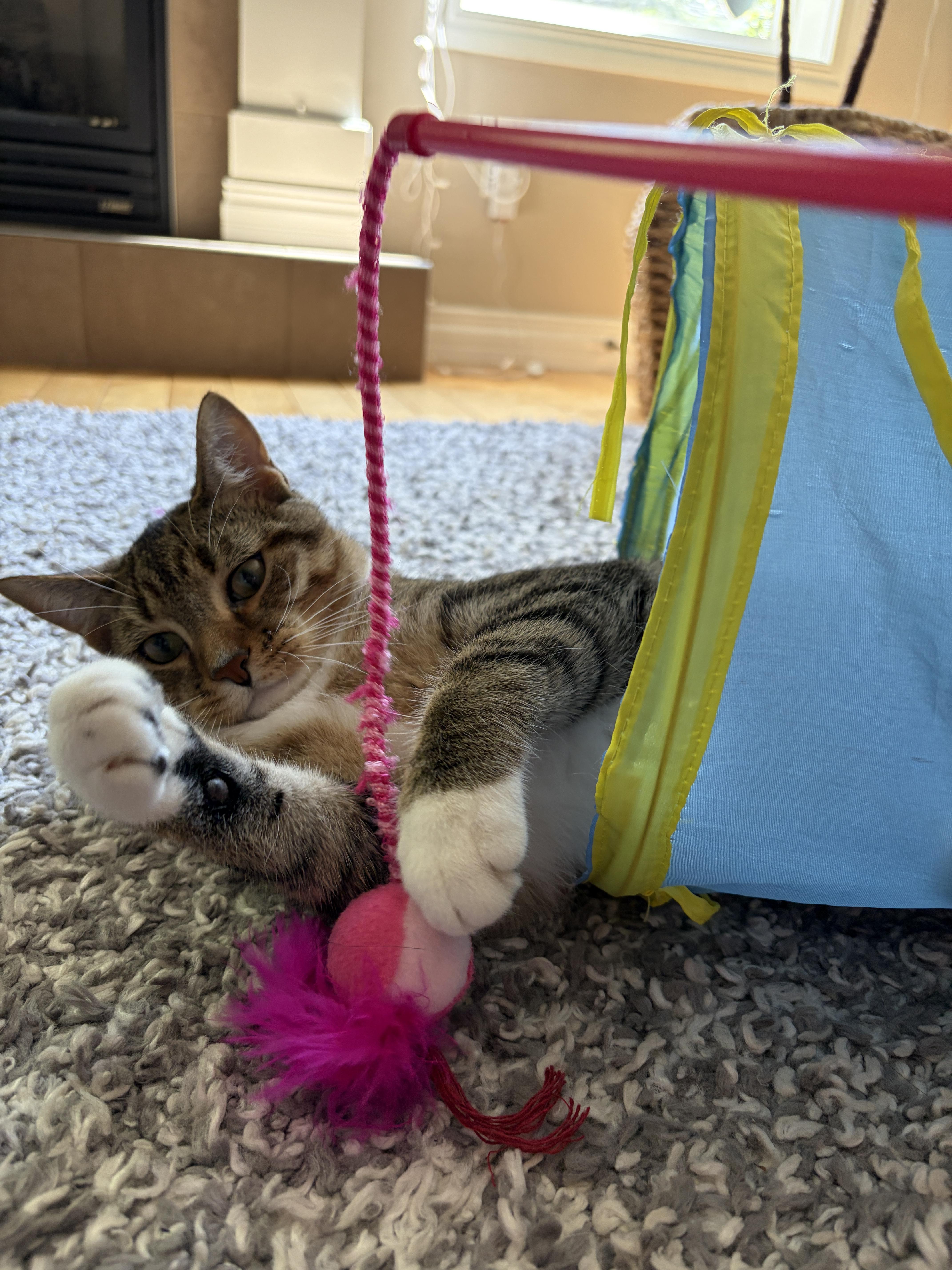 Enlarge Anise, an adopted Domestic Short Hair in Calgary, AB image 4/6