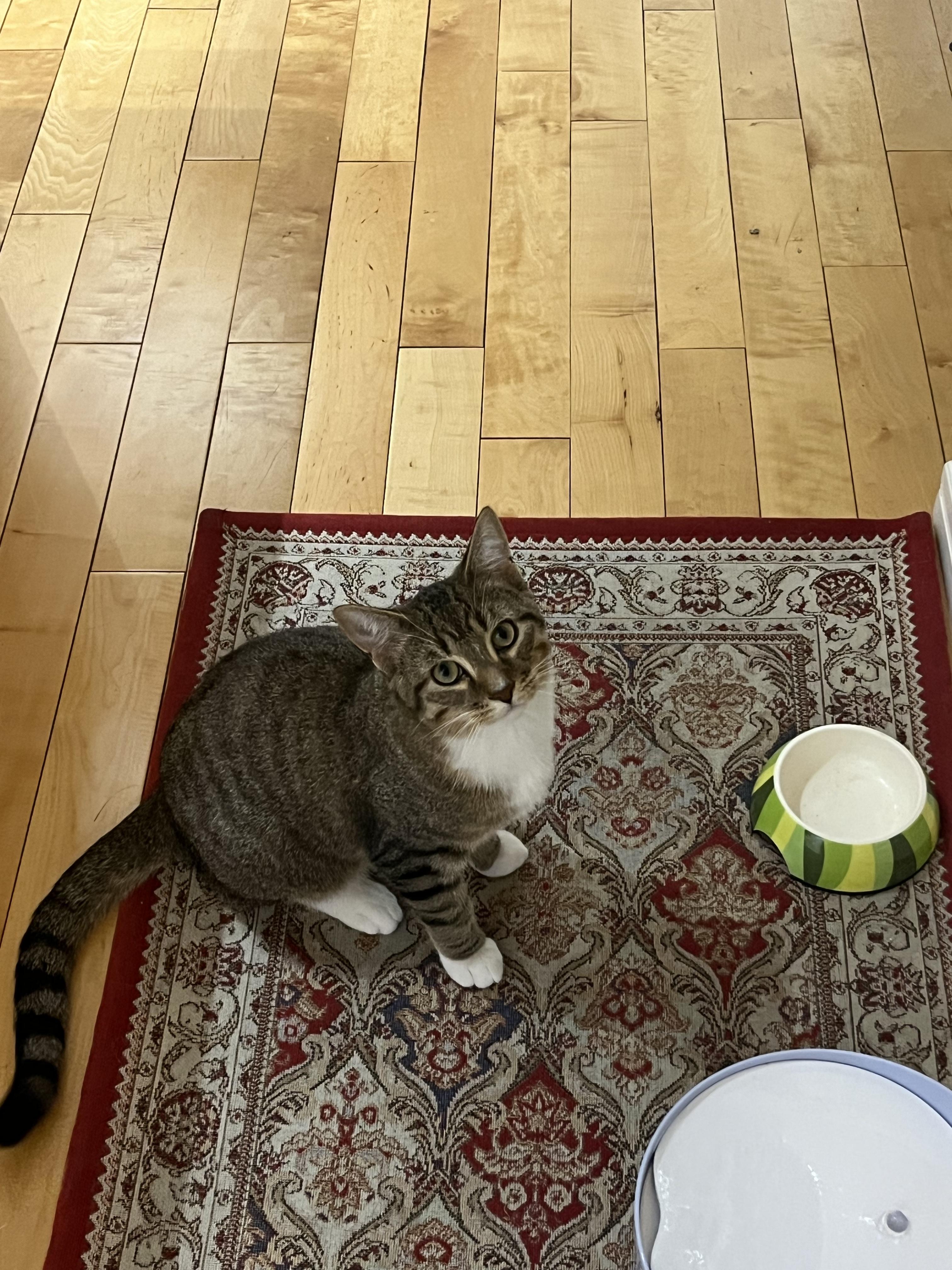 Enlarge Anise, an adopted Domestic Short Hair in Calgary, AB image 3/6