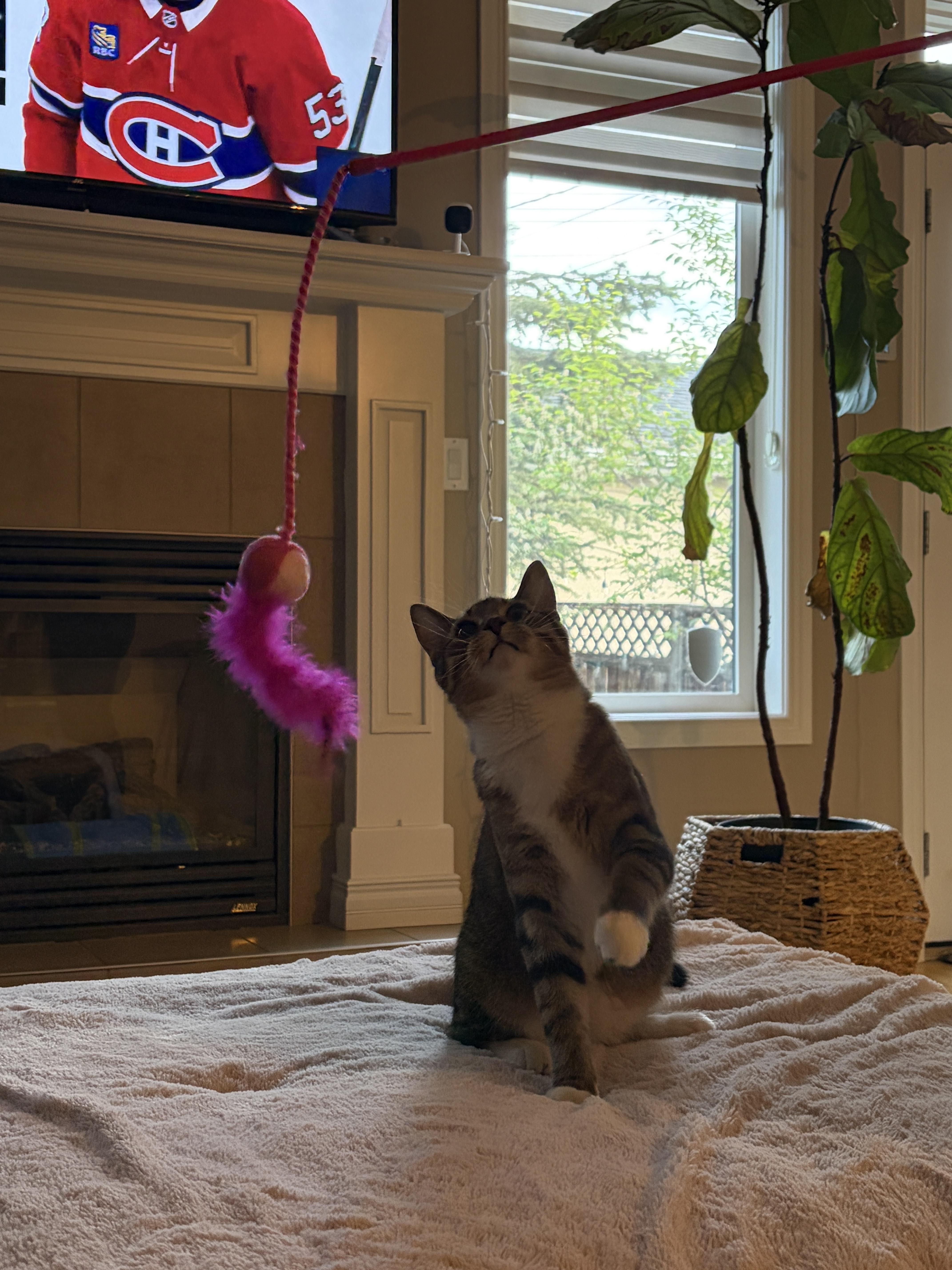 Enlarge Anise, an adopted Domestic Short Hair in Calgary, AB image 6/6