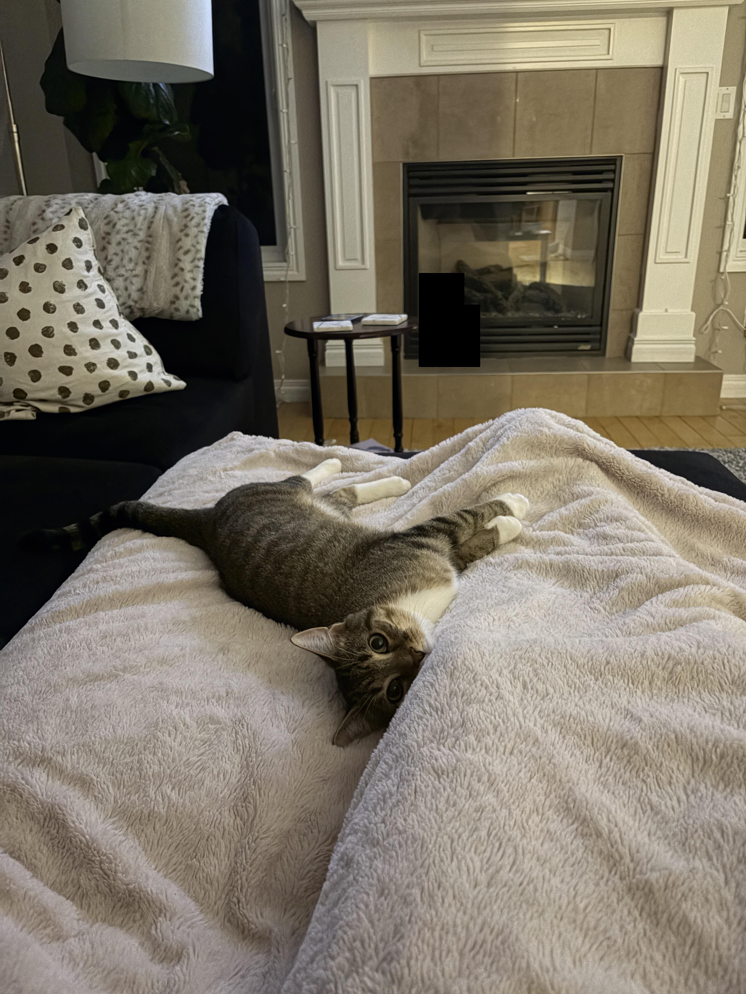 Enlarge Anise, an adopted Domestic Short Hair in Calgary, AB image 5/6