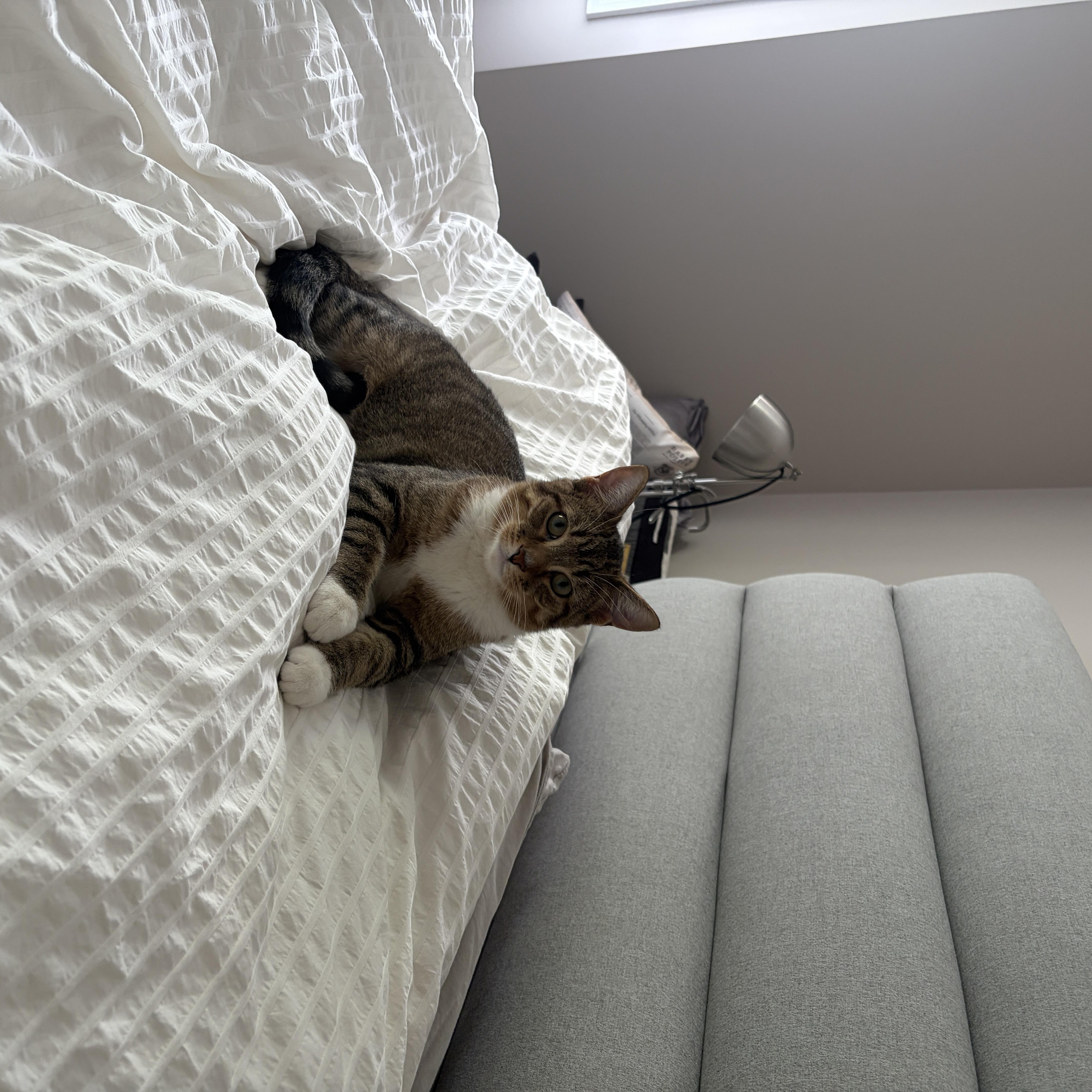 Anise, adopted, Adult Male Domestic Short Hair.
