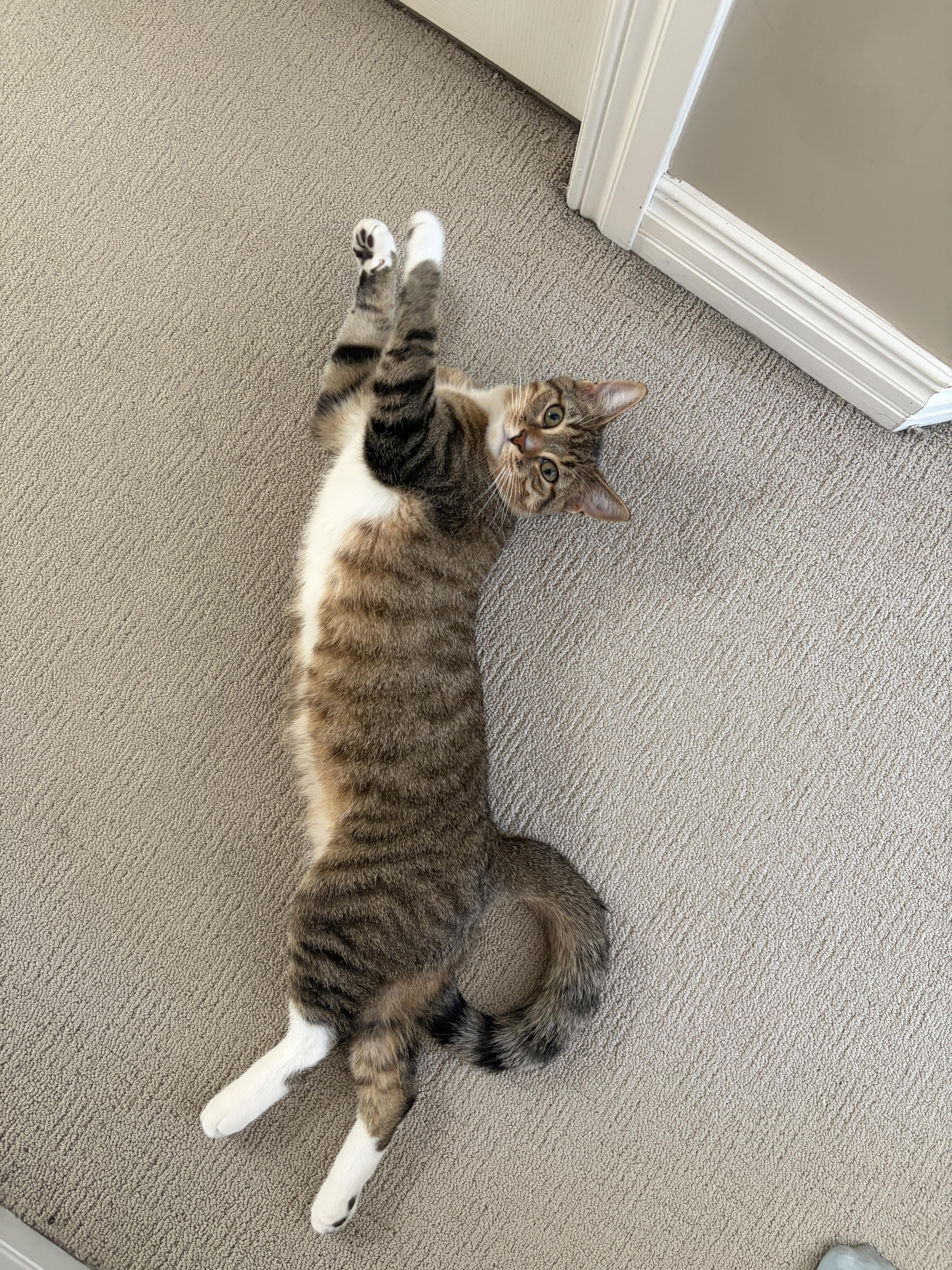 Enlarge Anise, an adopted Domestic Short Hair in Calgary, AB image 2/6