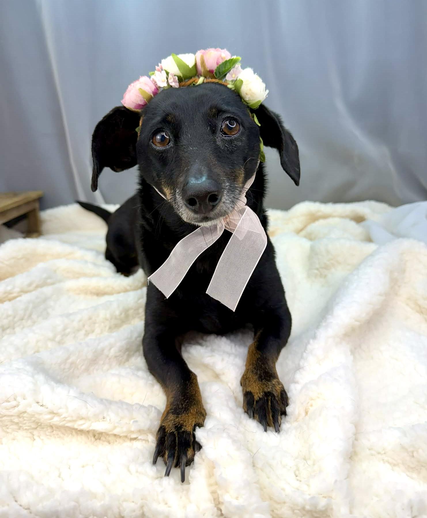 Bella, adopted, Senior Female Dachshund.