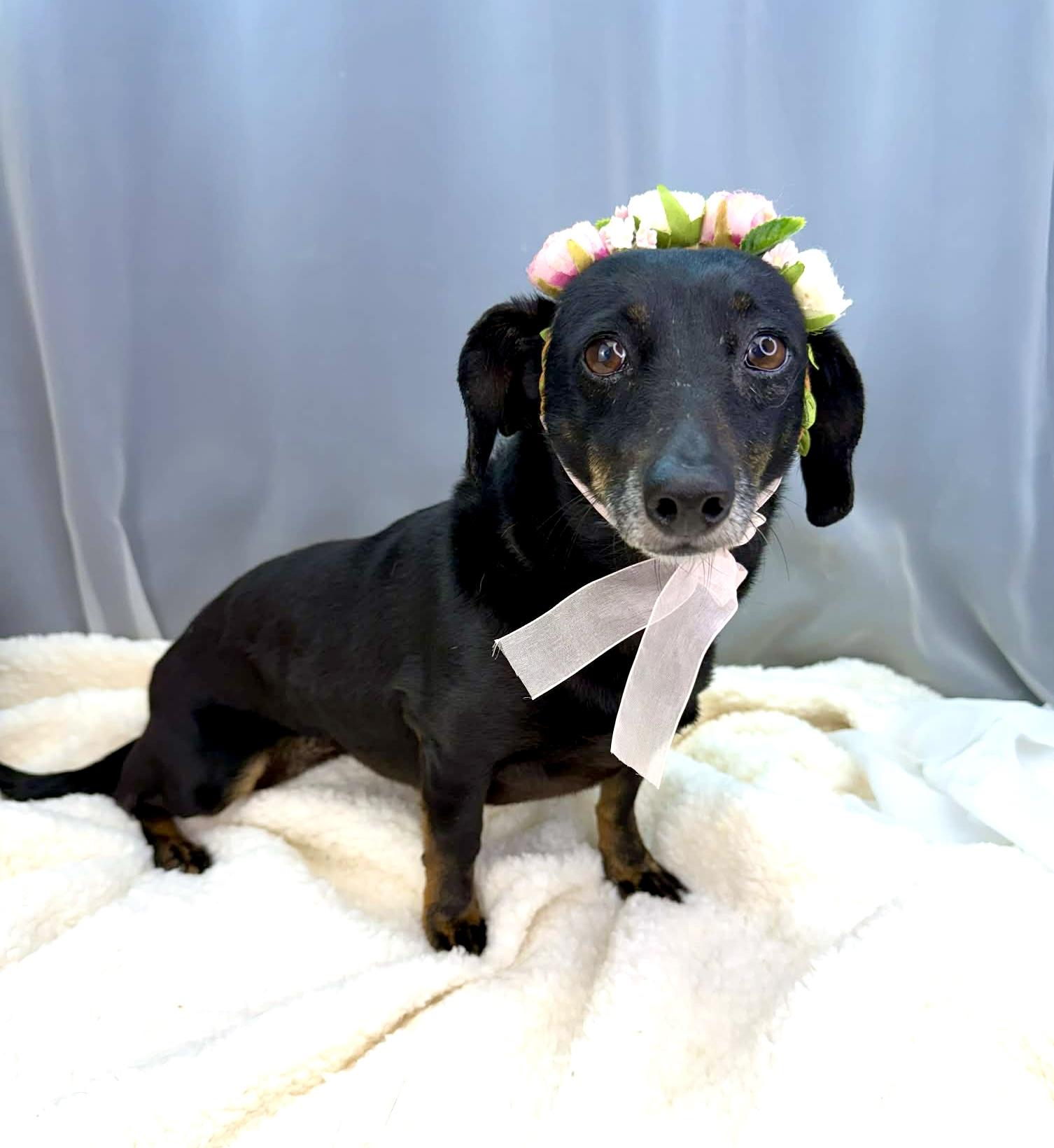 Enlarge Bella, an adopted Dachshund in Jackson, MI image 4/6