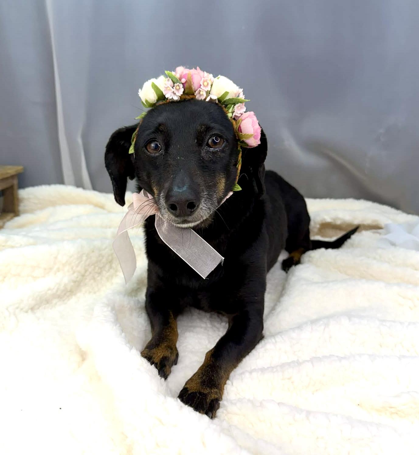 Enlarge Bella, an adopted Dachshund in Jackson, MI image 2/6