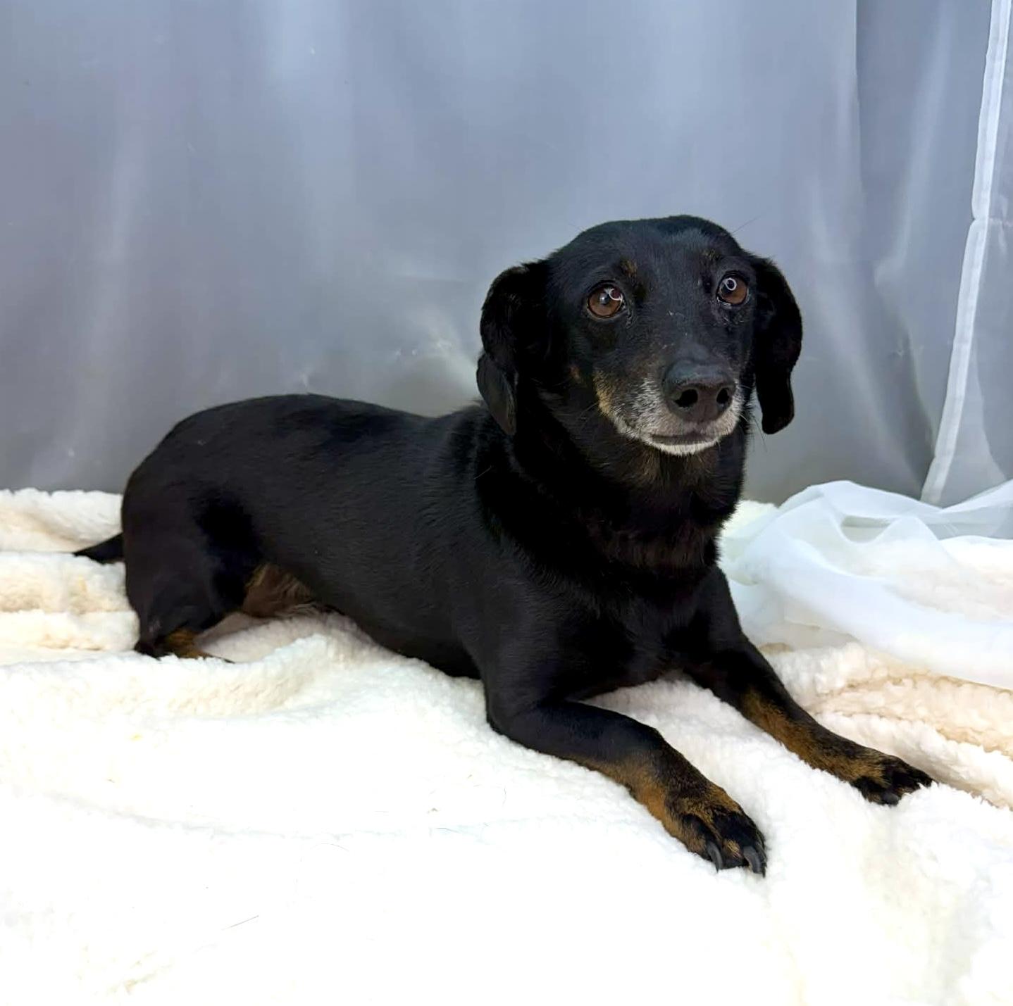 Enlarge Bella, an adopted Dachshund in Jackson, MI image 5/6