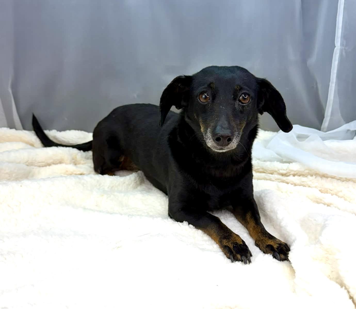 Enlarge Bella, an adopted Dachshund in Jackson, MI image 6/6