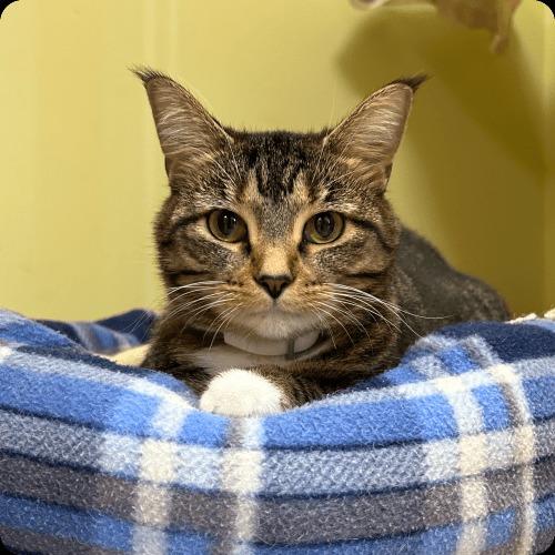 Josie, Adoptable, Adult Female Domestic Short Hair.