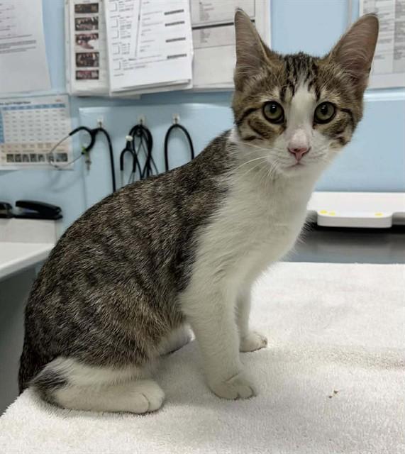 CRAIGER, Adoptable, Kitten Male Domestic Short Hair.