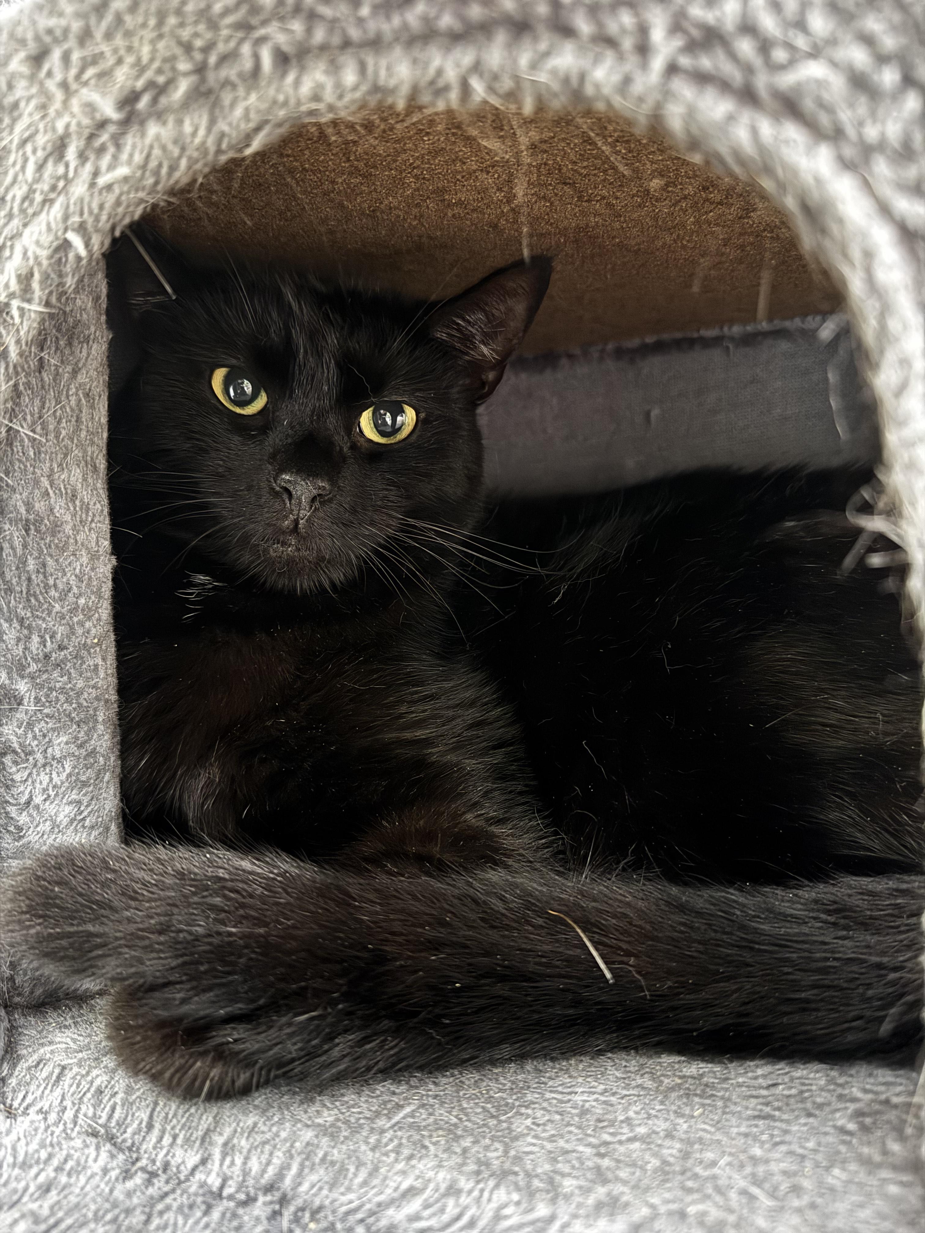 Norman, Adoptable, Adult Male Domestic Short Hair.