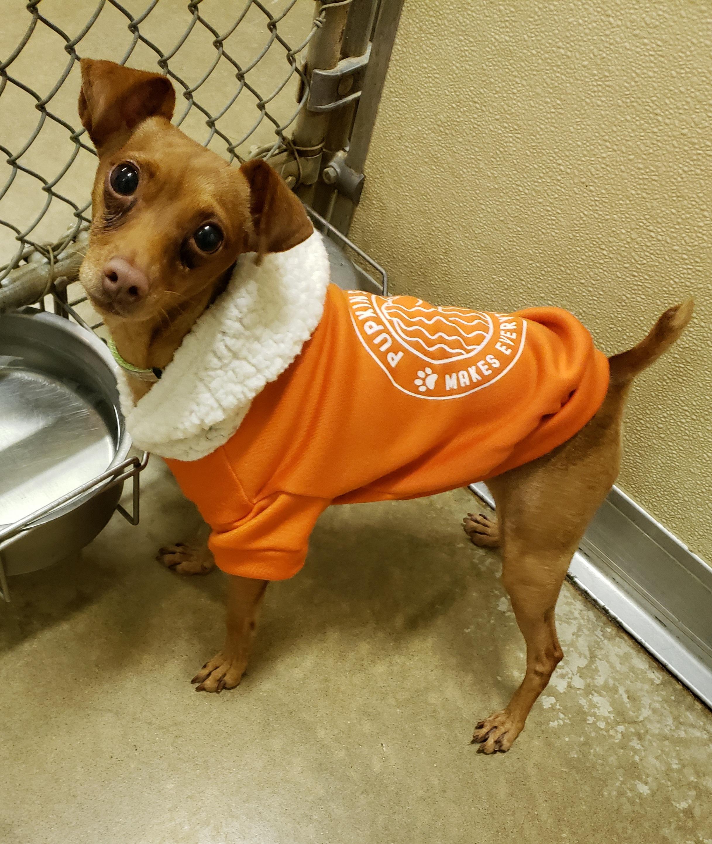 Monty, Keeswick, & Woodley, a Adoptable Miniature Pinscher in Middlebury, IN image 1/3