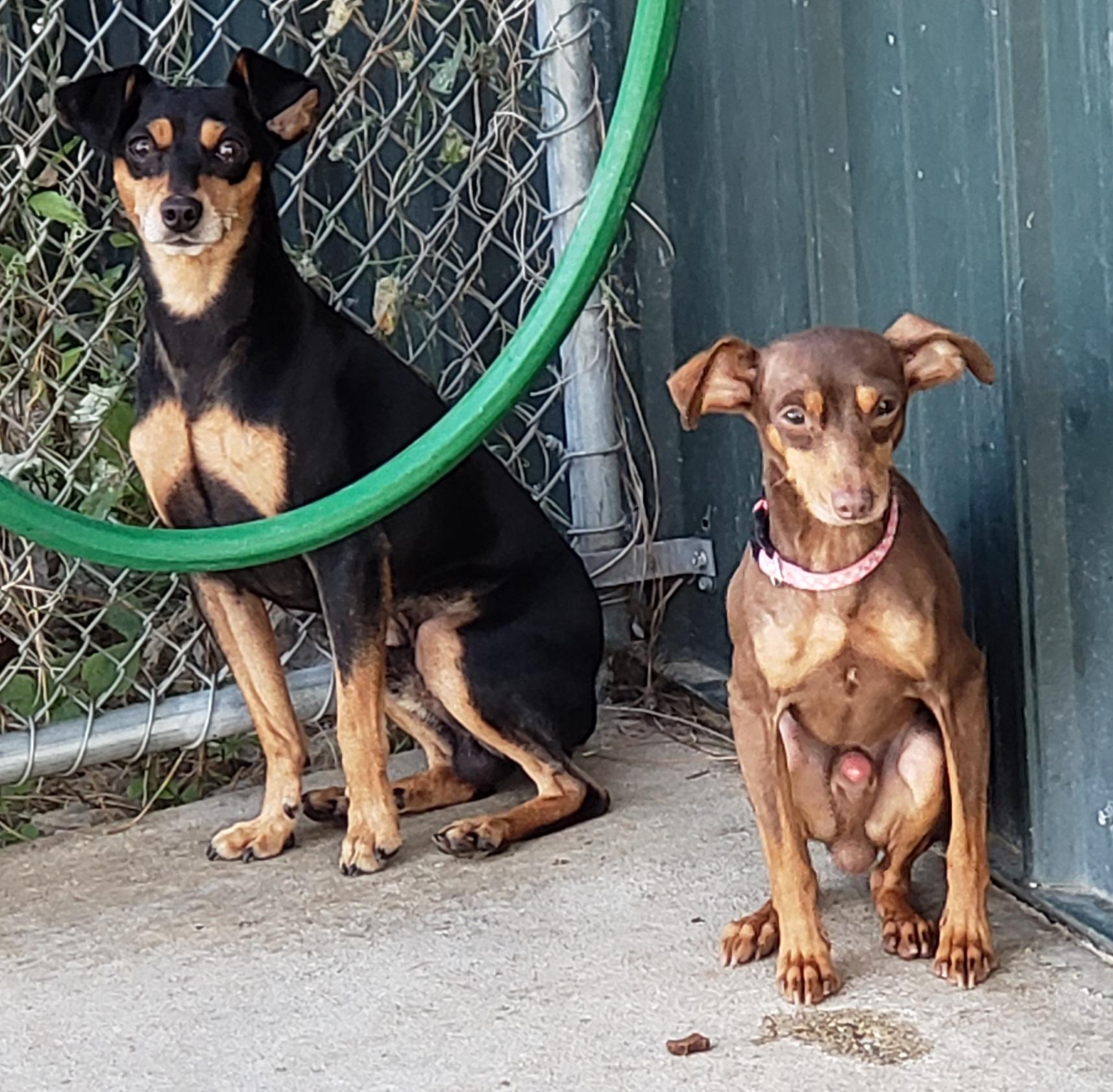 Monty, Keeswick, & Woodley