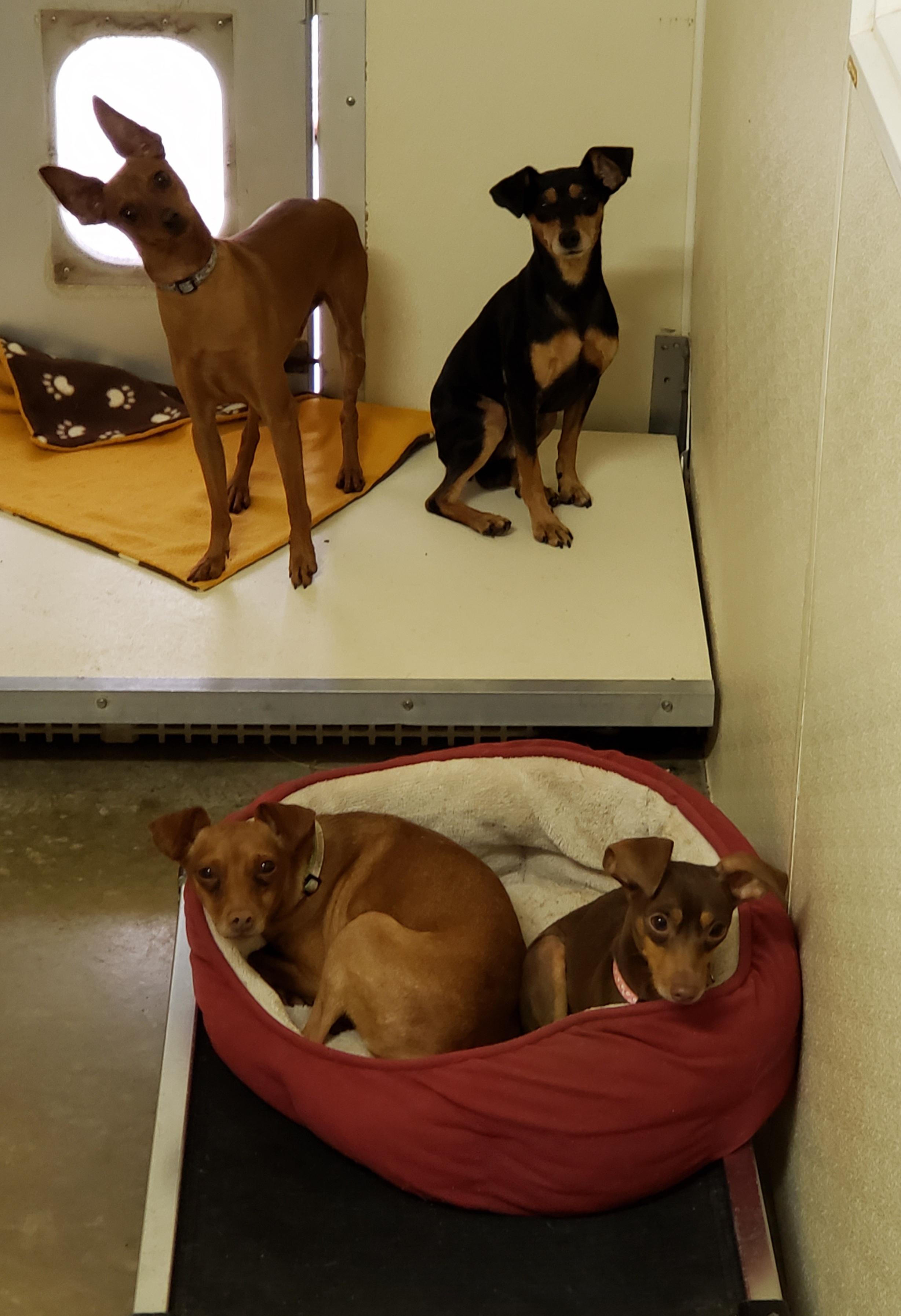 Monty, Keeswick, & Woodley