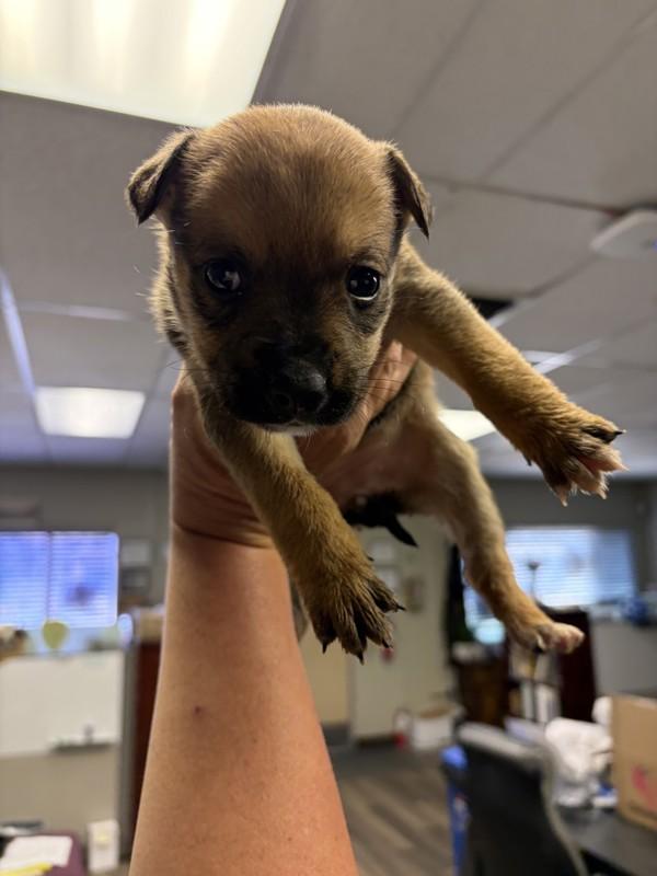 Enlarge Sage, a Adoptable mixed breed in Victorville, CA image 1/1