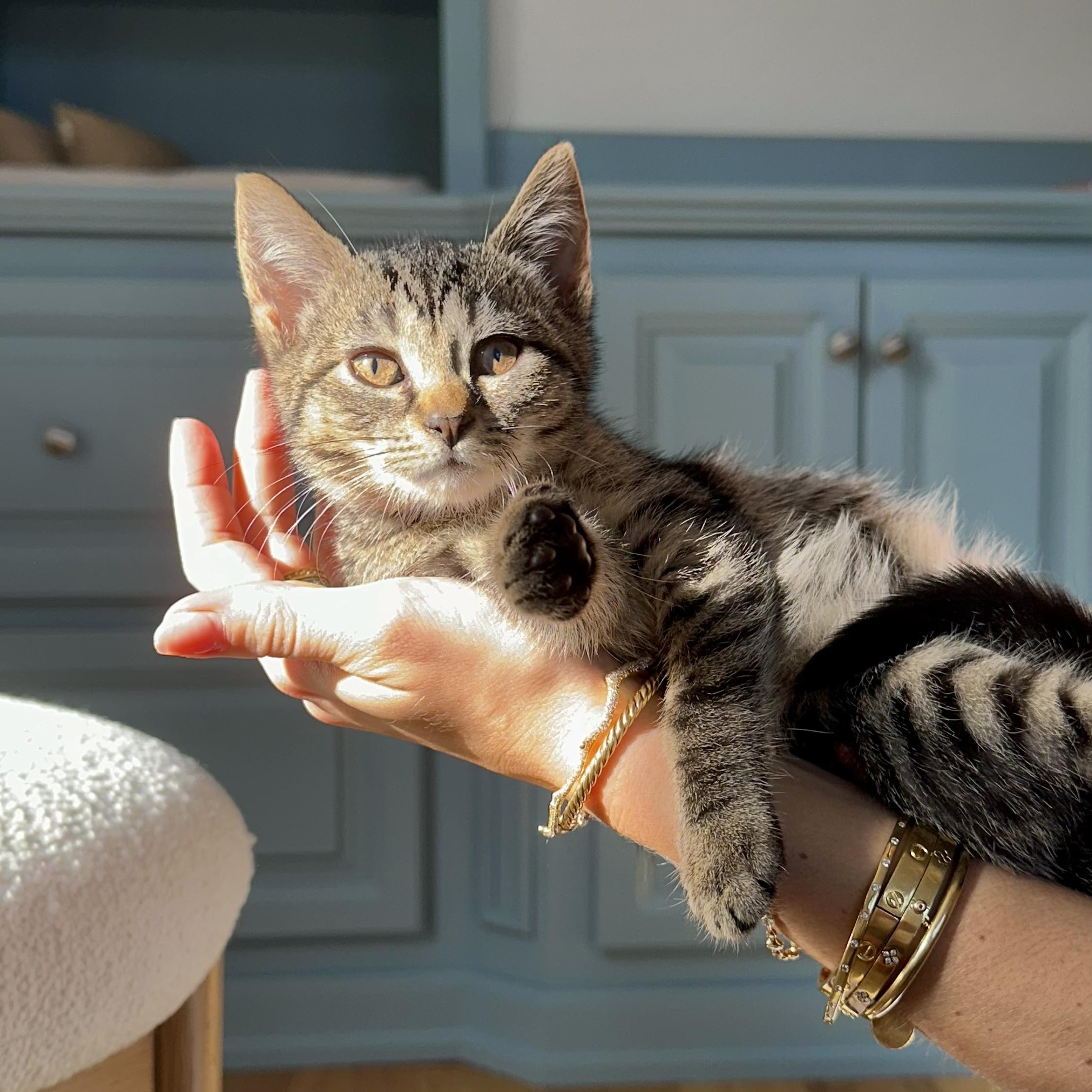 Enlarge Charlotte, a Adopted Domestic Short Hair in Ramsey, NJ image 3/4