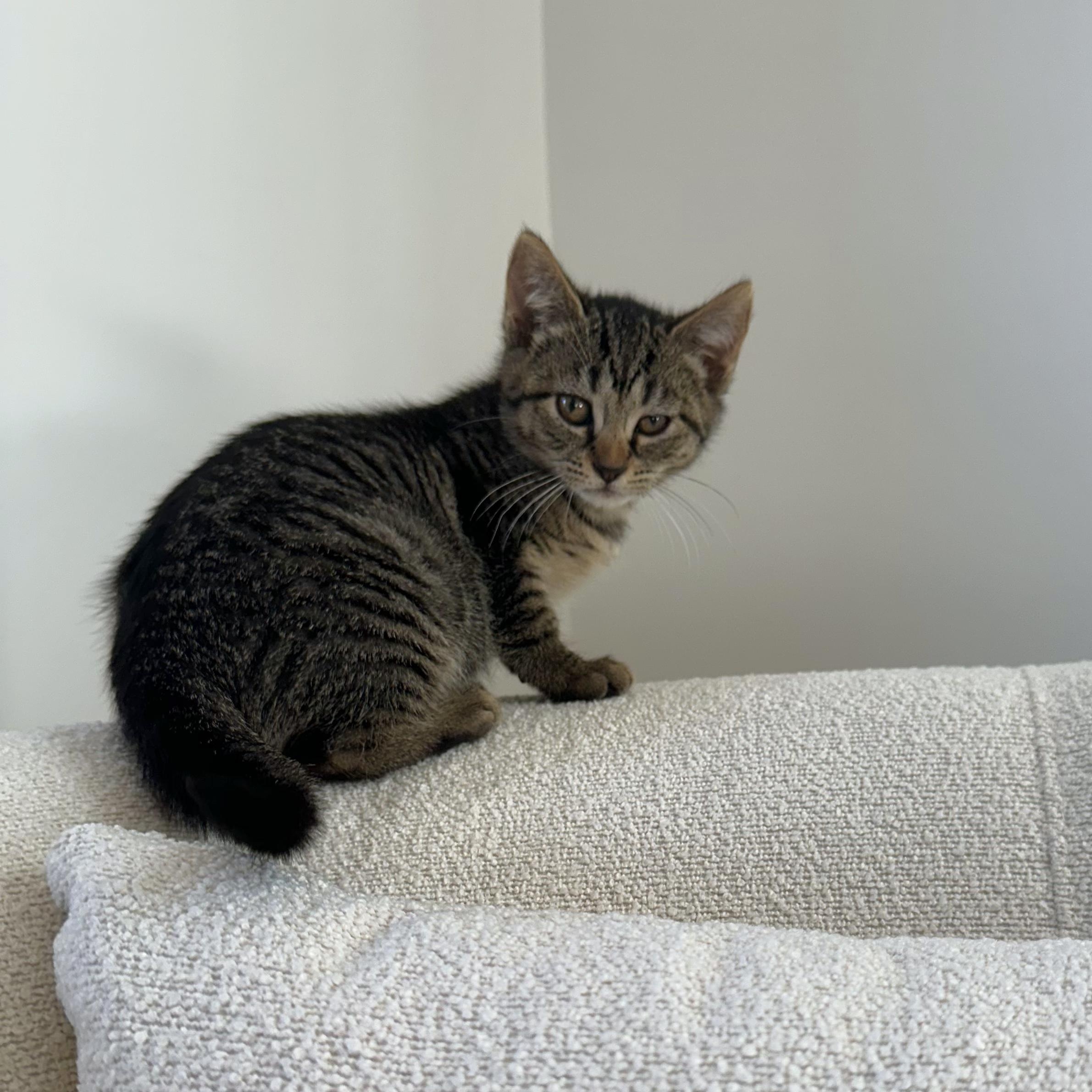 Enlarge Charlotte, a Adopted Domestic Short Hair in Ramsey, NJ image 4/4