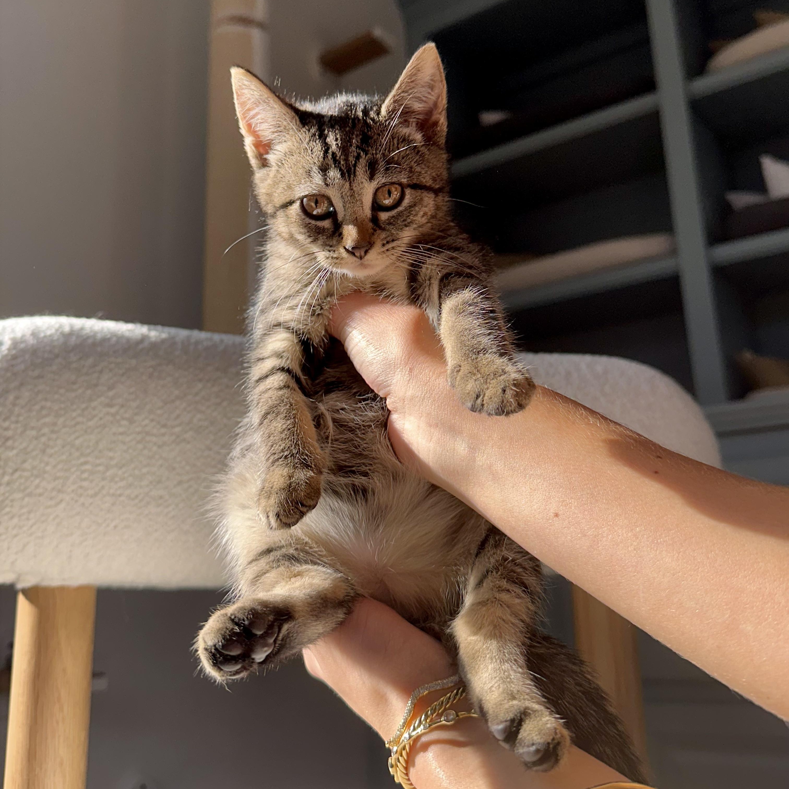 Enlarge Charlotte, a Adopted Domestic Short Hair in Ramsey, NJ image 1/4