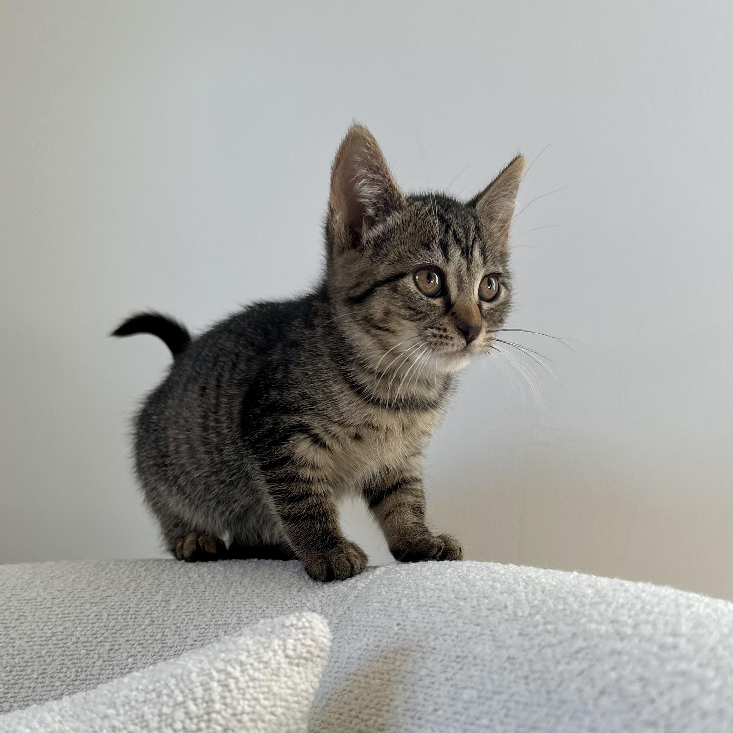 Enlarge Charlotte, a Adopted Domestic Short Hair in Ramsey, NJ image 2/4