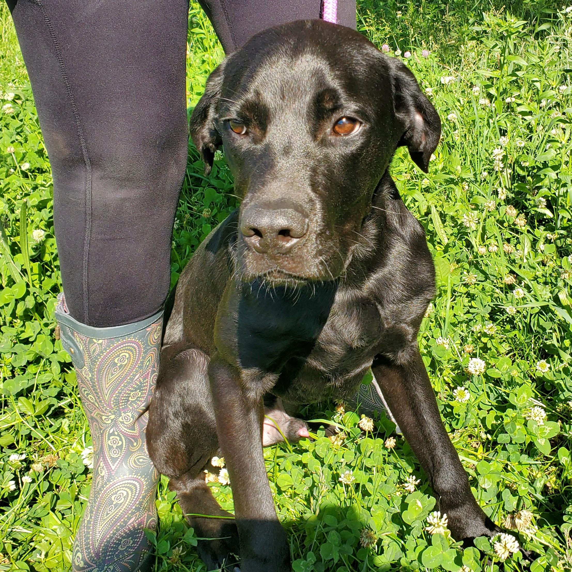 Koney, adopted, Young Male Black Labrador Retriever.