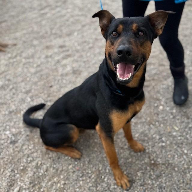 Goliath, a Adoptable mixed breed in Bullhead City, AZ image 2/4