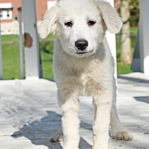 Enlarge Snowdrop, a Adoptable mixed breed in Fishers, IN image 1/3