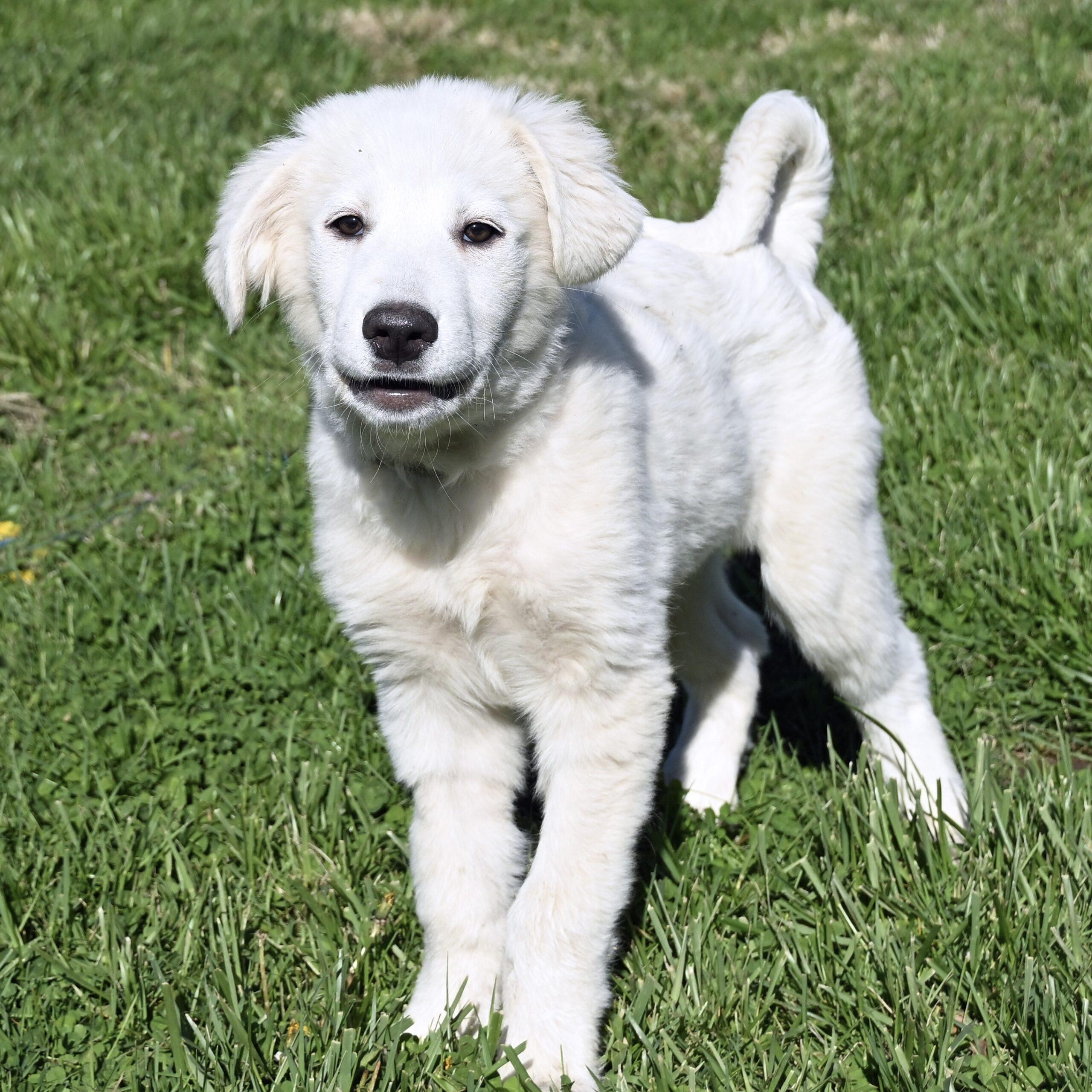 Enlarge Snowdrop, a Adoptable mixed breed in Fishers, IN image 3/3